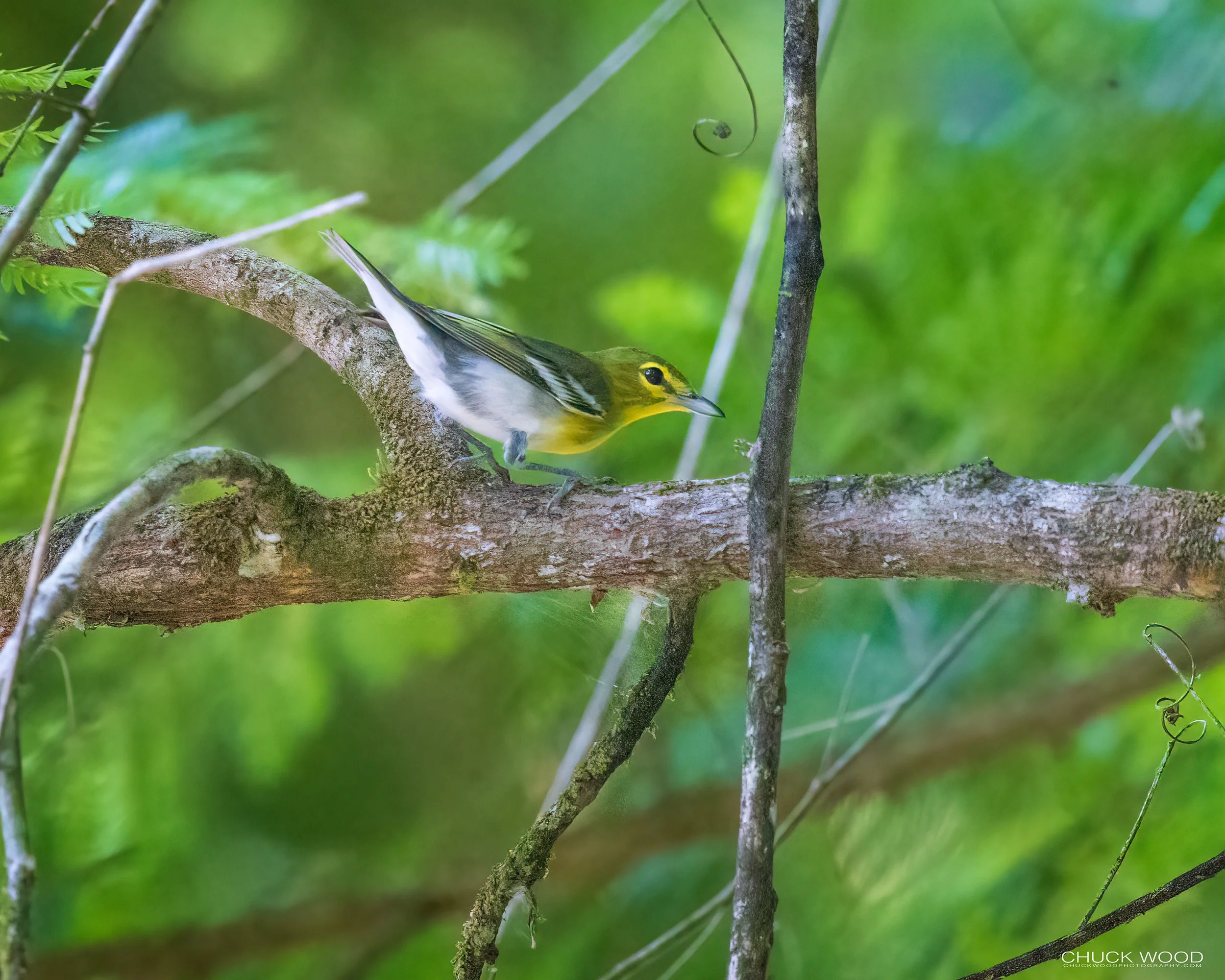  Carara NP, Costa Rica 2023 