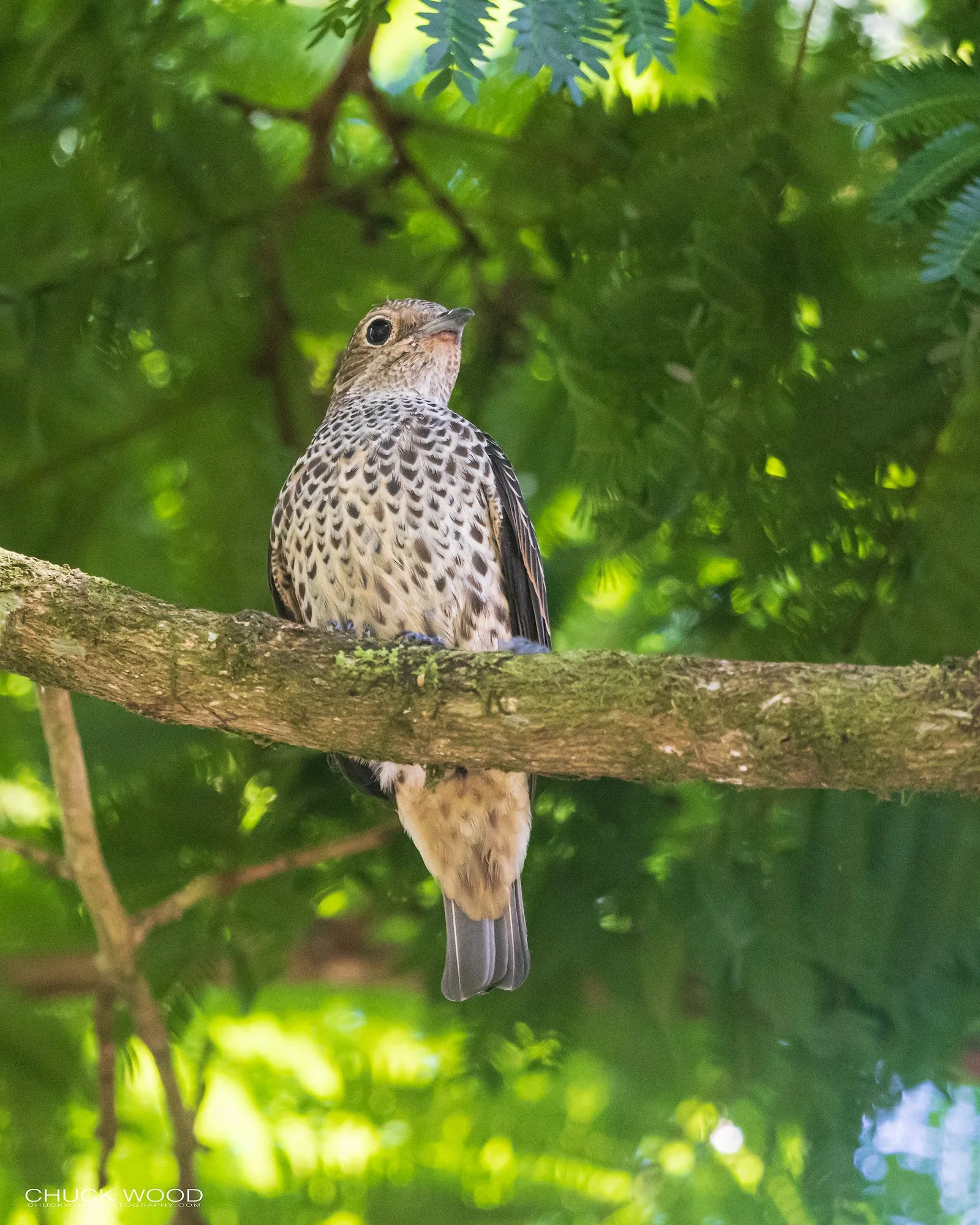  Osa Peninsula, Costa Rica 