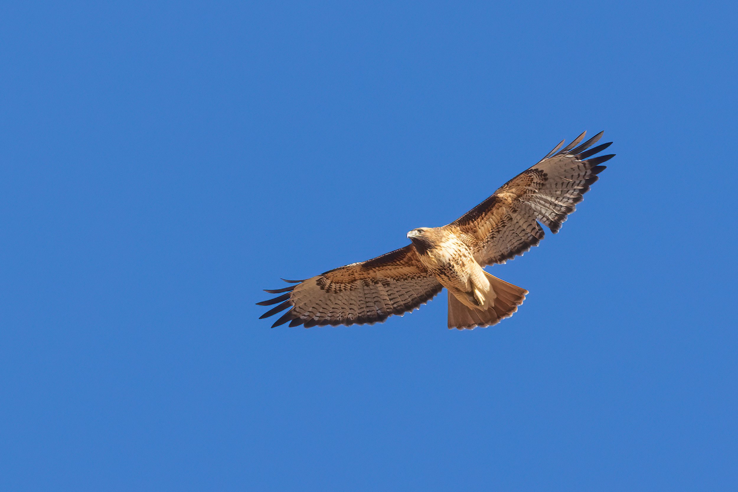  Bosque del Apache, NM 2023 