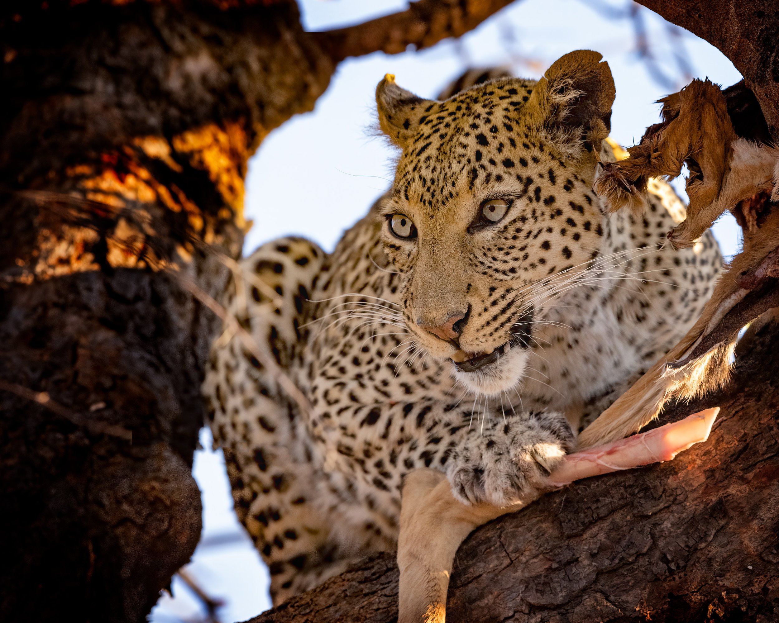 CW00179-Chobe-Leopard-With-Kill-2023-3000.jpg