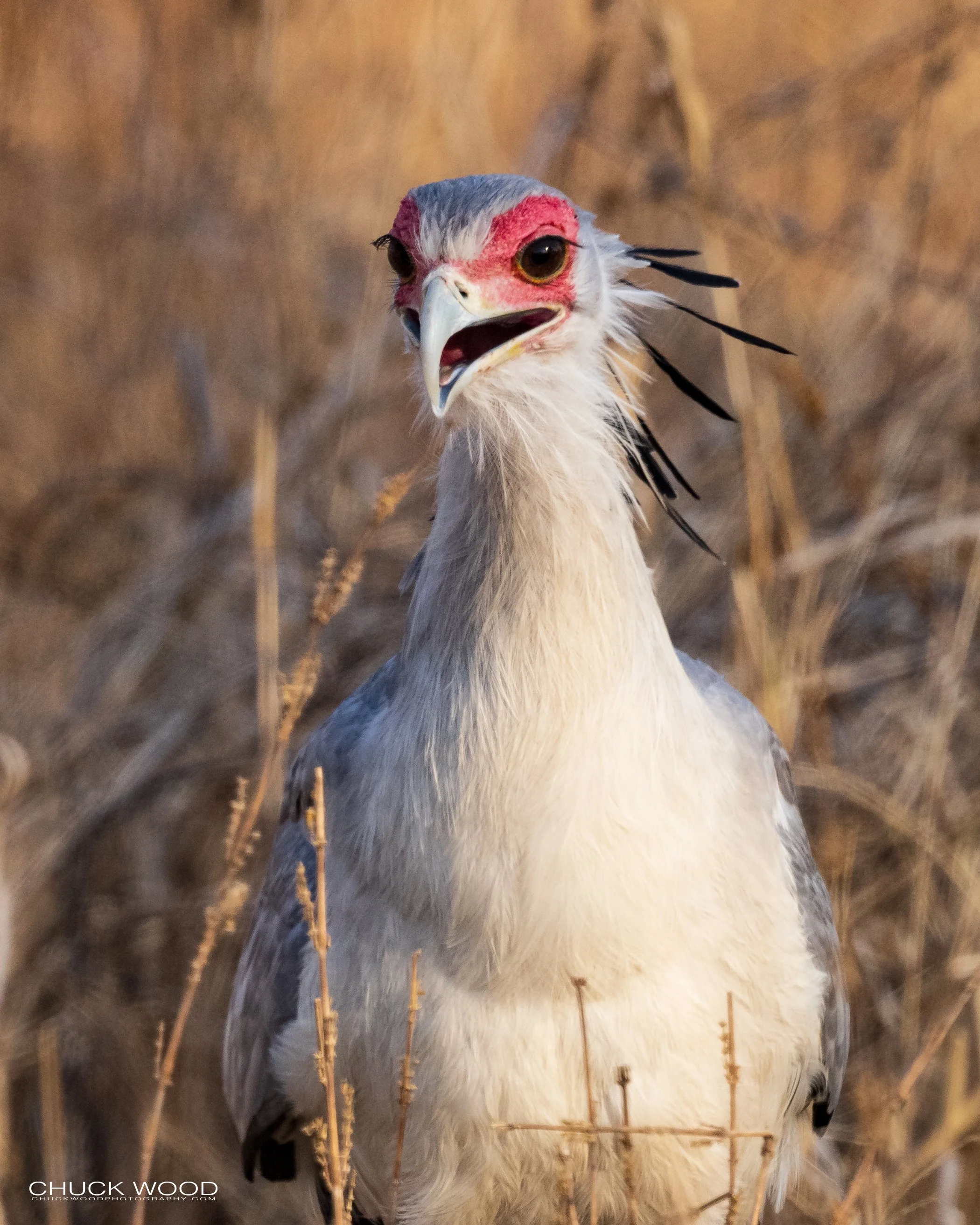   Tarangire, Tanzania 2021 