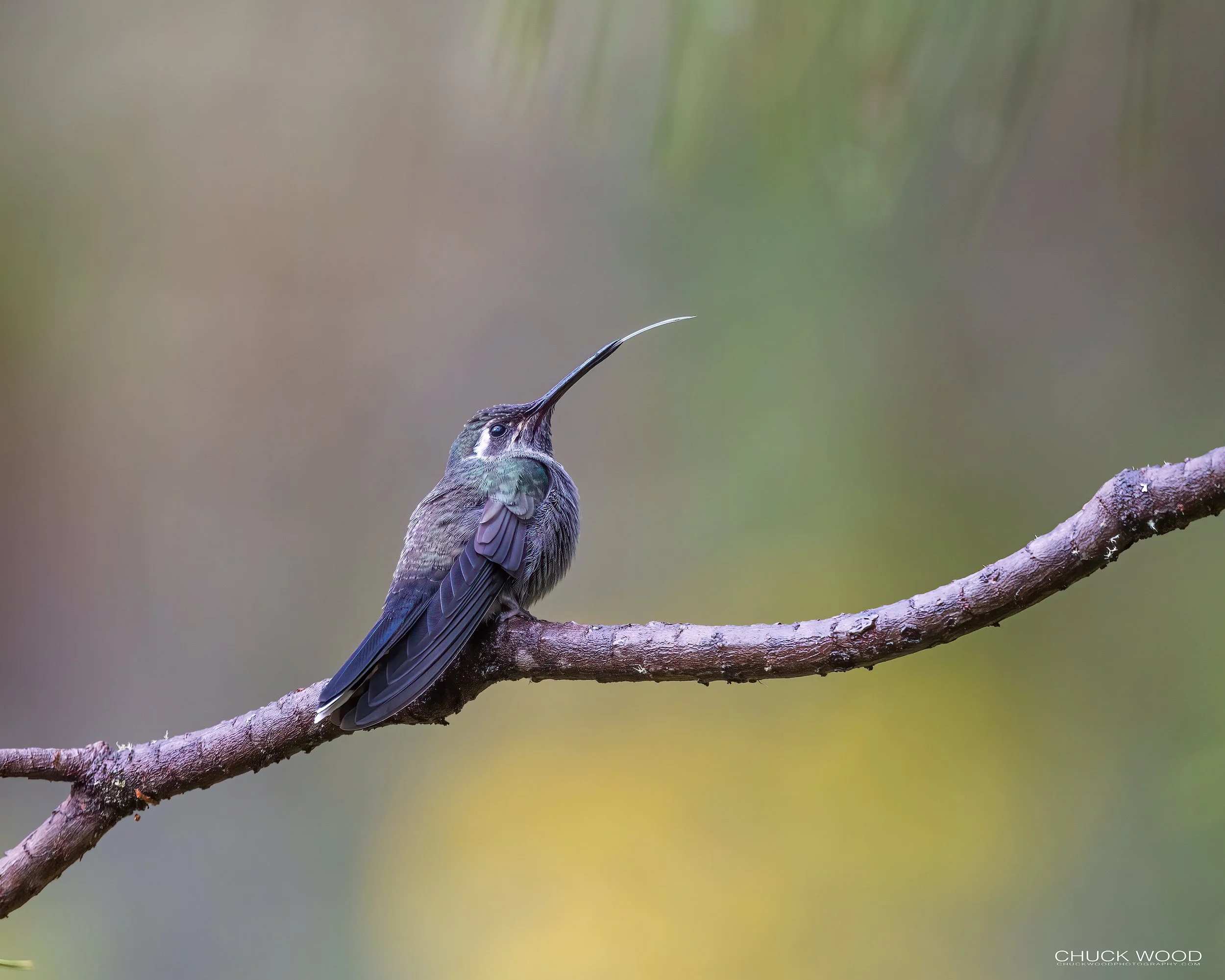  Camino La Cumbra, MX 2022 