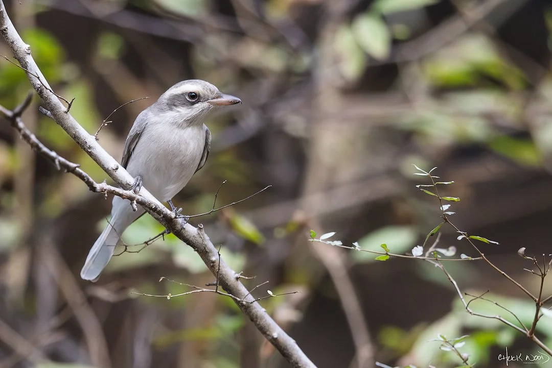  Ranthambore, India 2025 