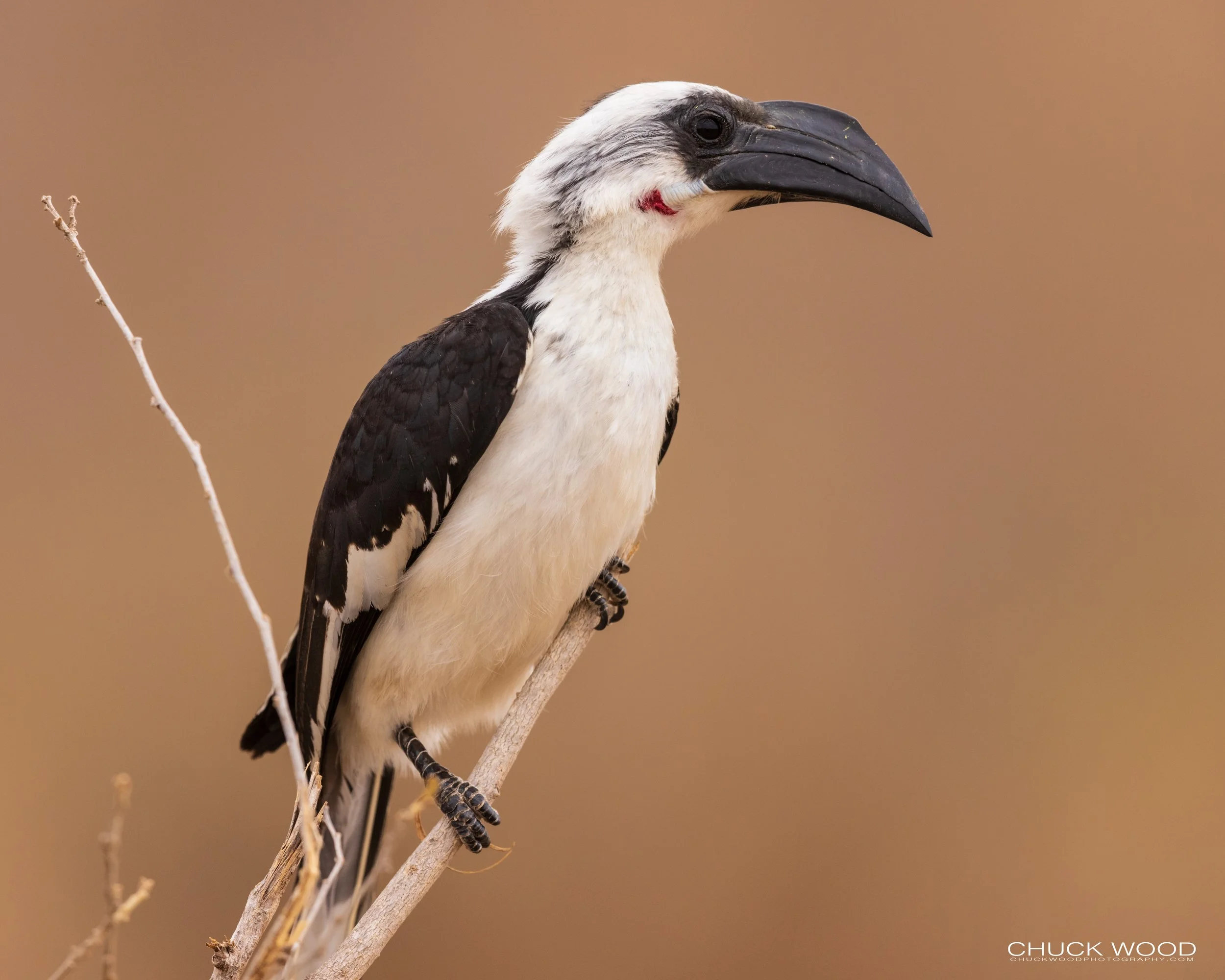  Tarangire, Tanzania 2021 