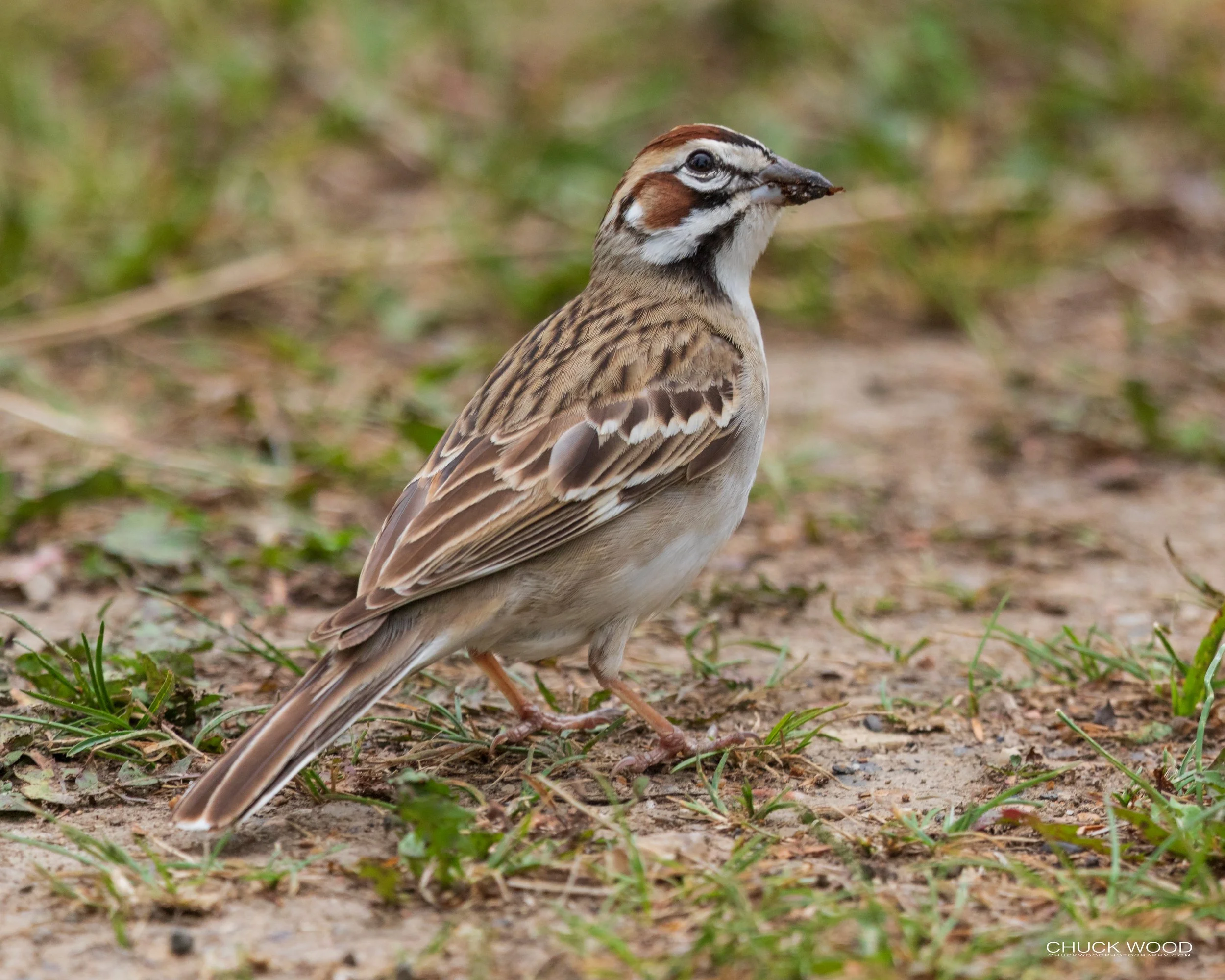 Theodore National Park, ND 2020