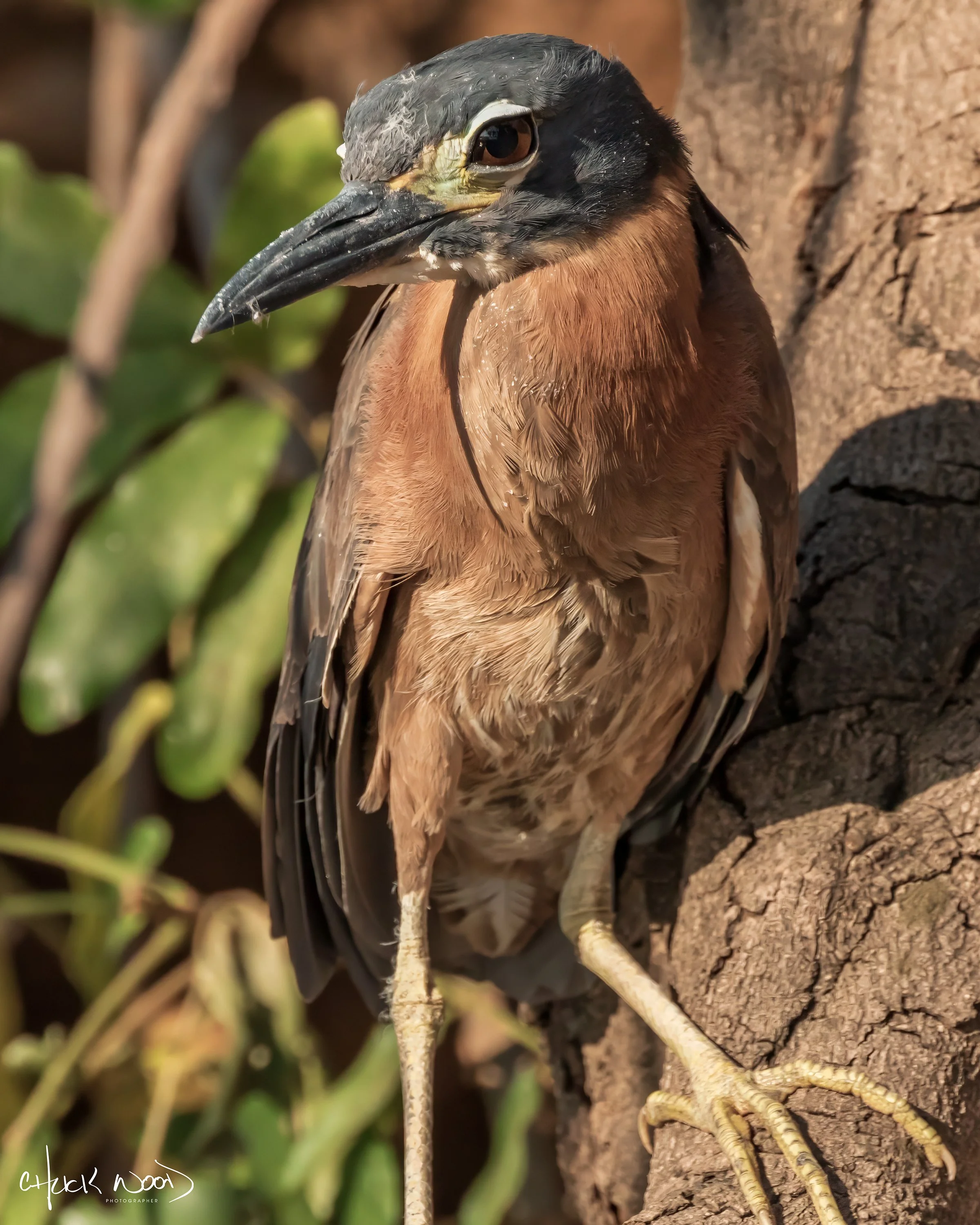  Mana Pools, Zimbabwe 2019 