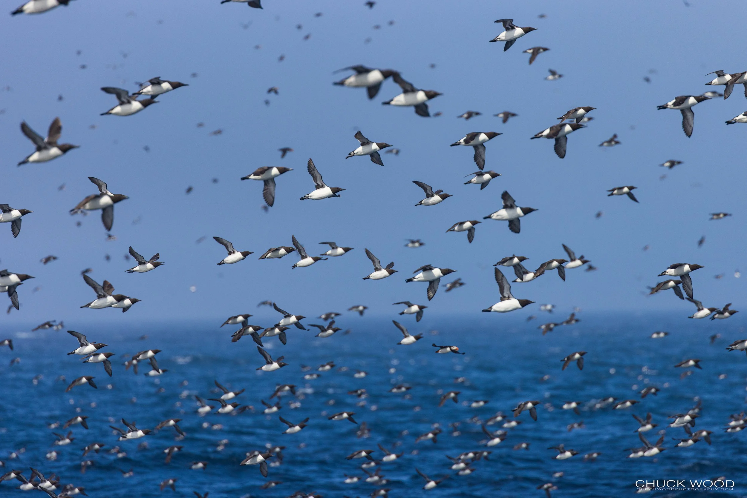   Williston NWR, NL 2022 