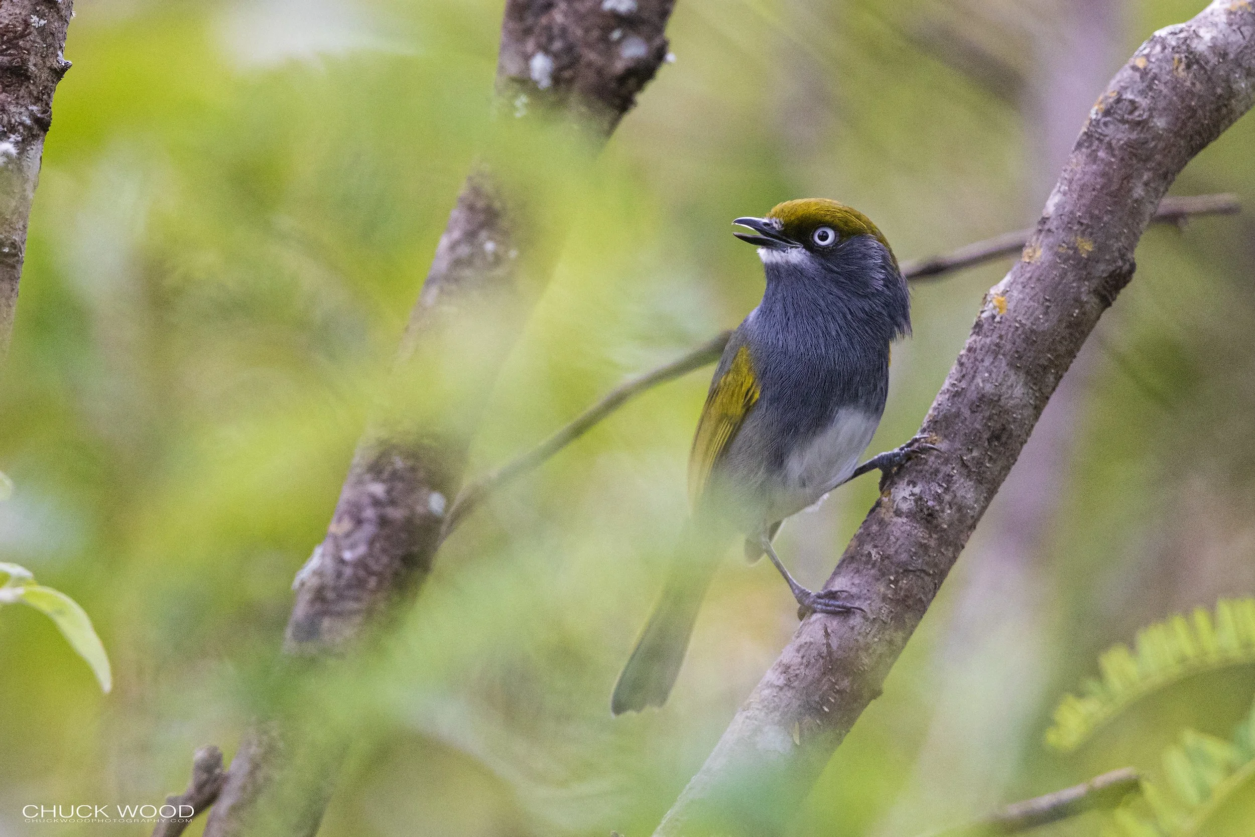  Puente de Hierro Oaxaca, MX 2022 