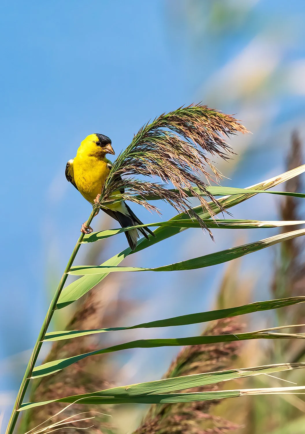 American-Goldfinch-20200906-Forsythe-02-CARD-1500.jpg