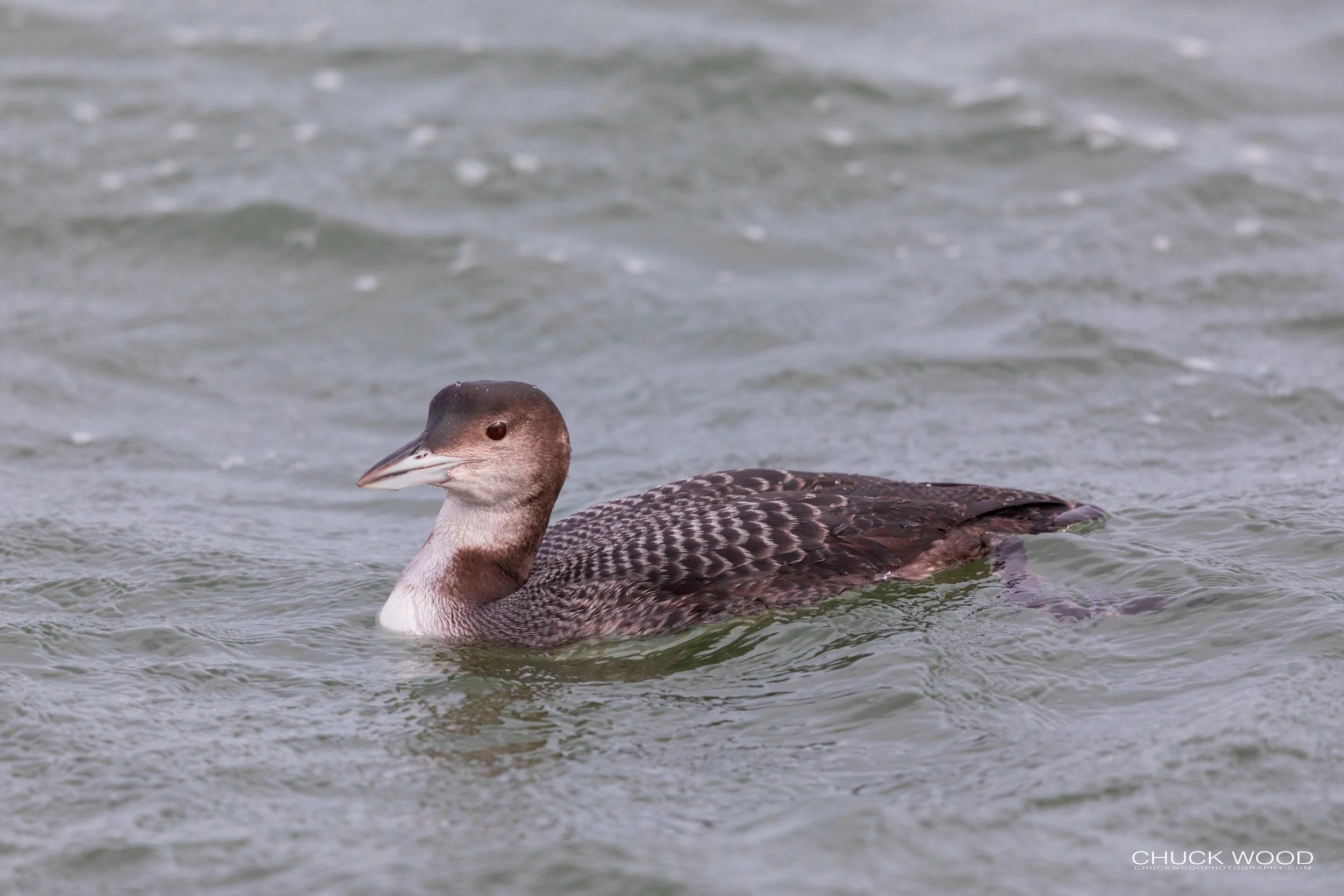 Barnegat Lighthouse, NJ 2020 