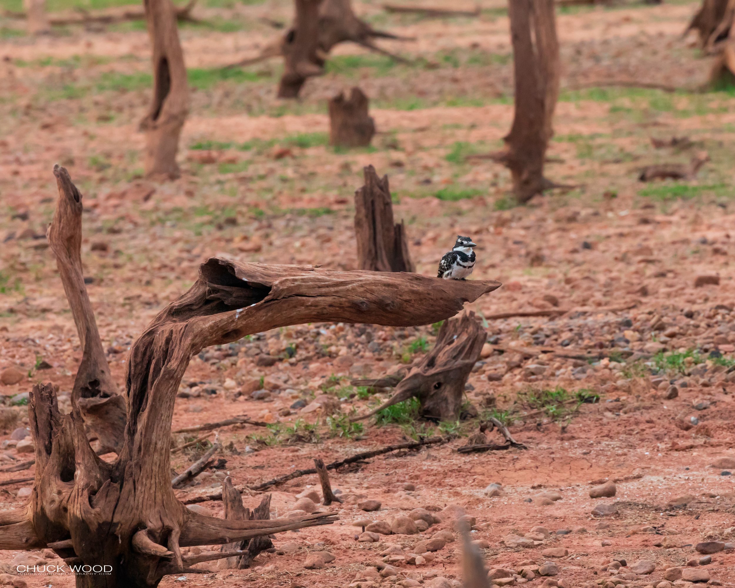  Hwange, Zimbabwe 2019 