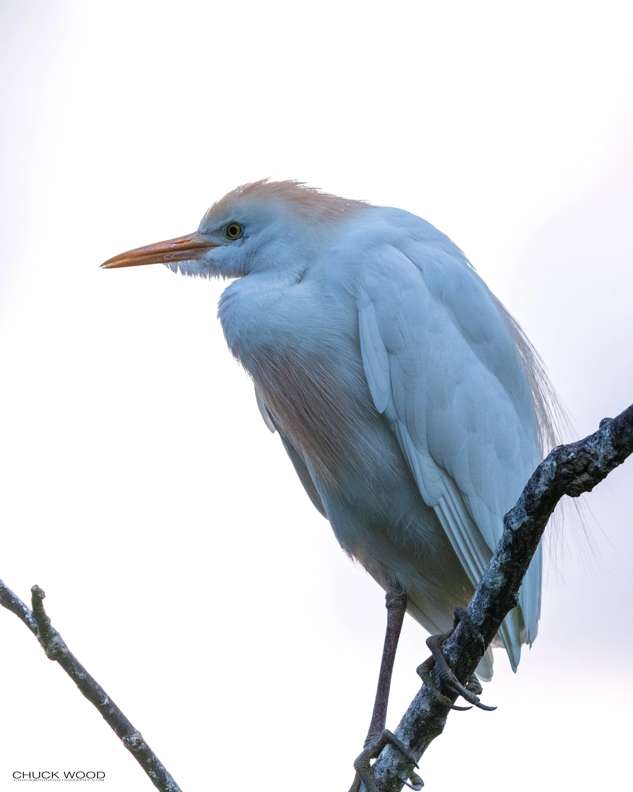  Wakodahatchee, FL 2021 