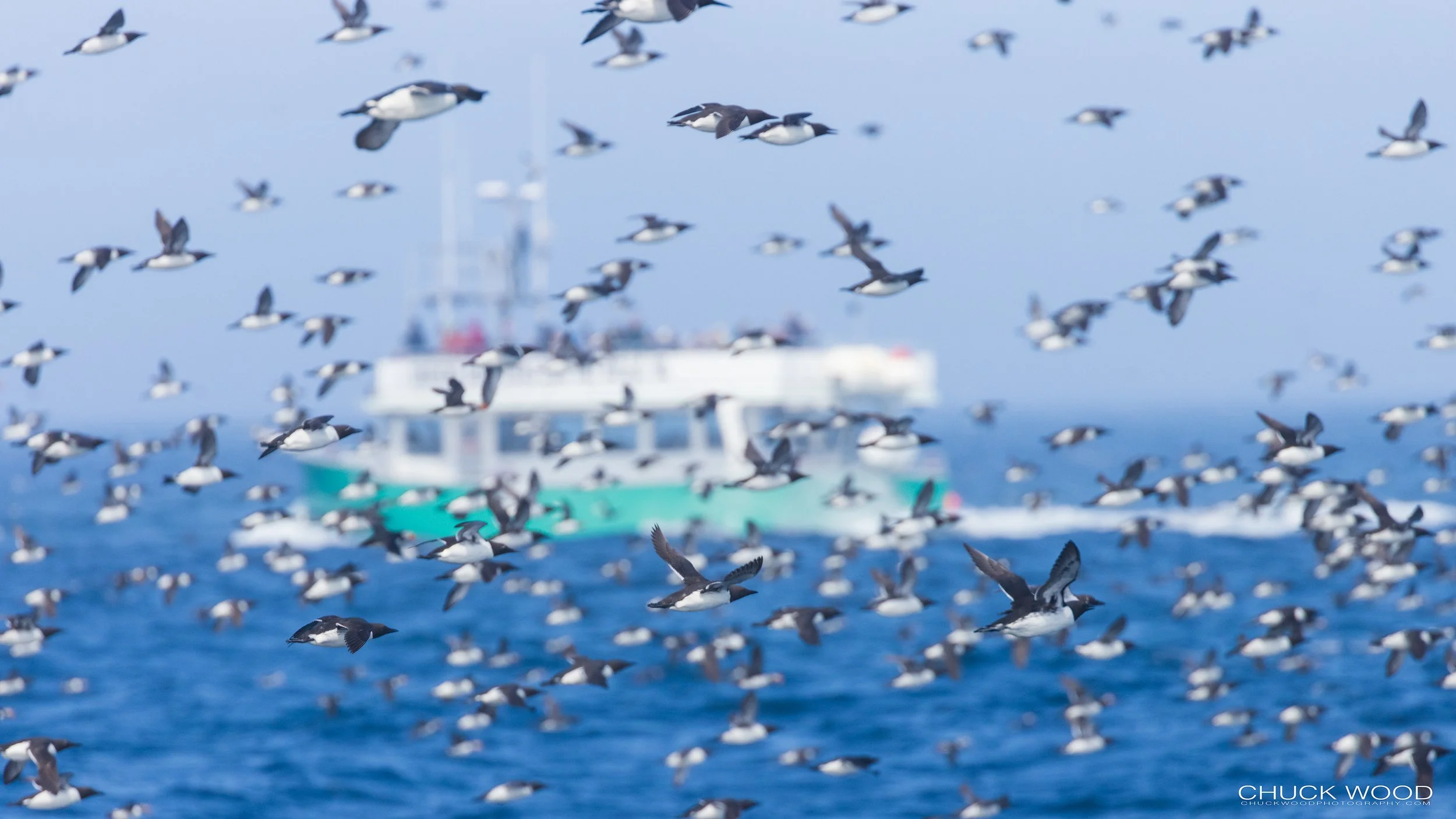   Williston NWR, NL 2022 