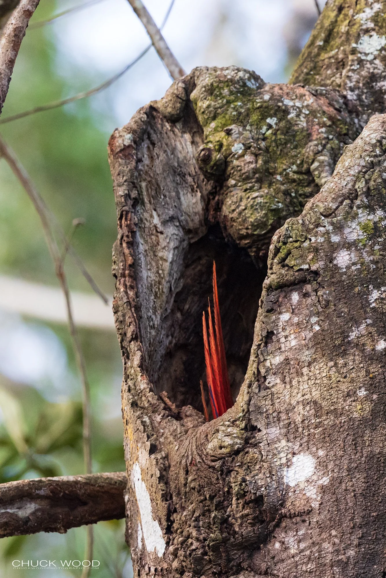  Osa Peninsula, Costa Rica 2022 