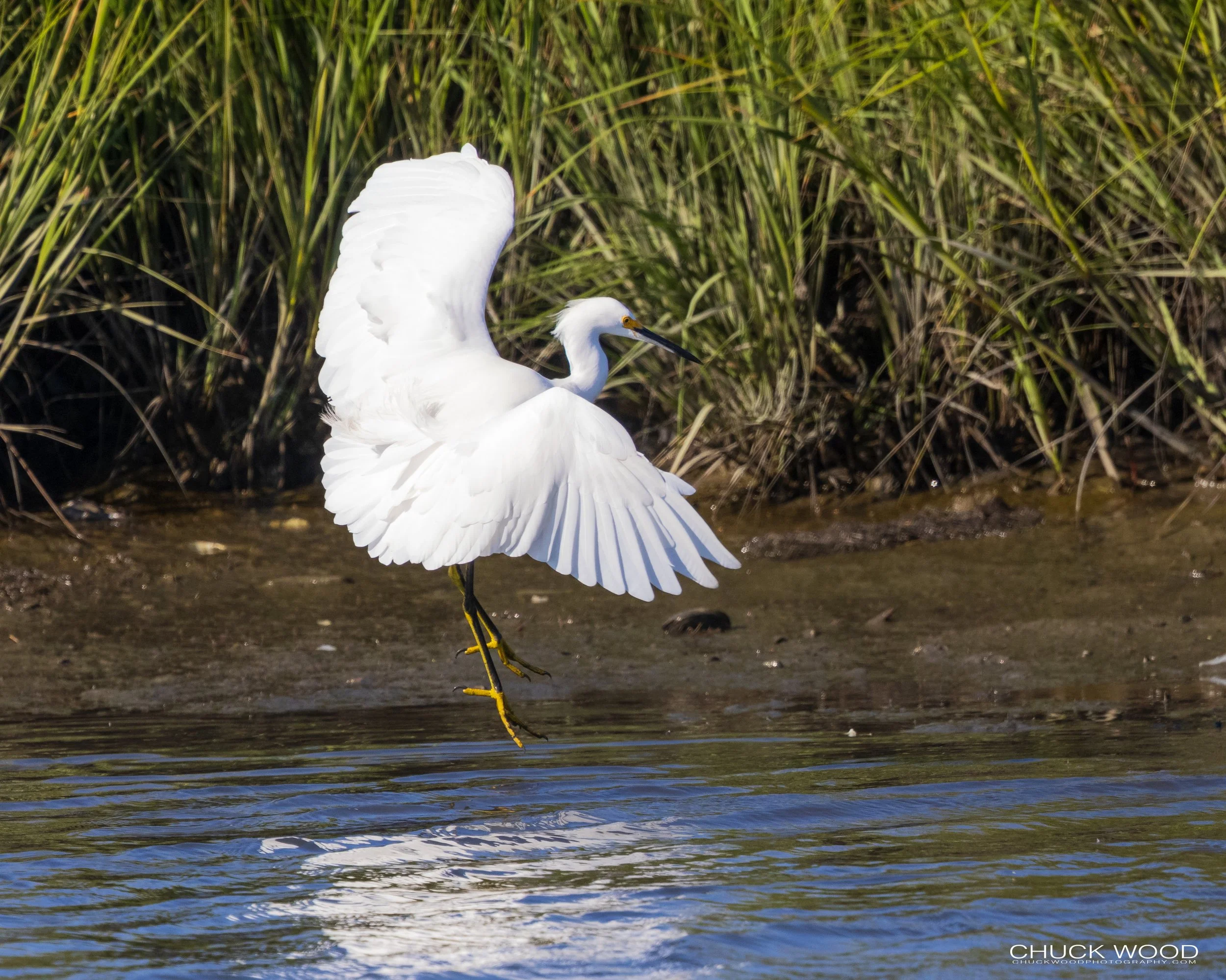  Forsythe NWR, NJ 2021 