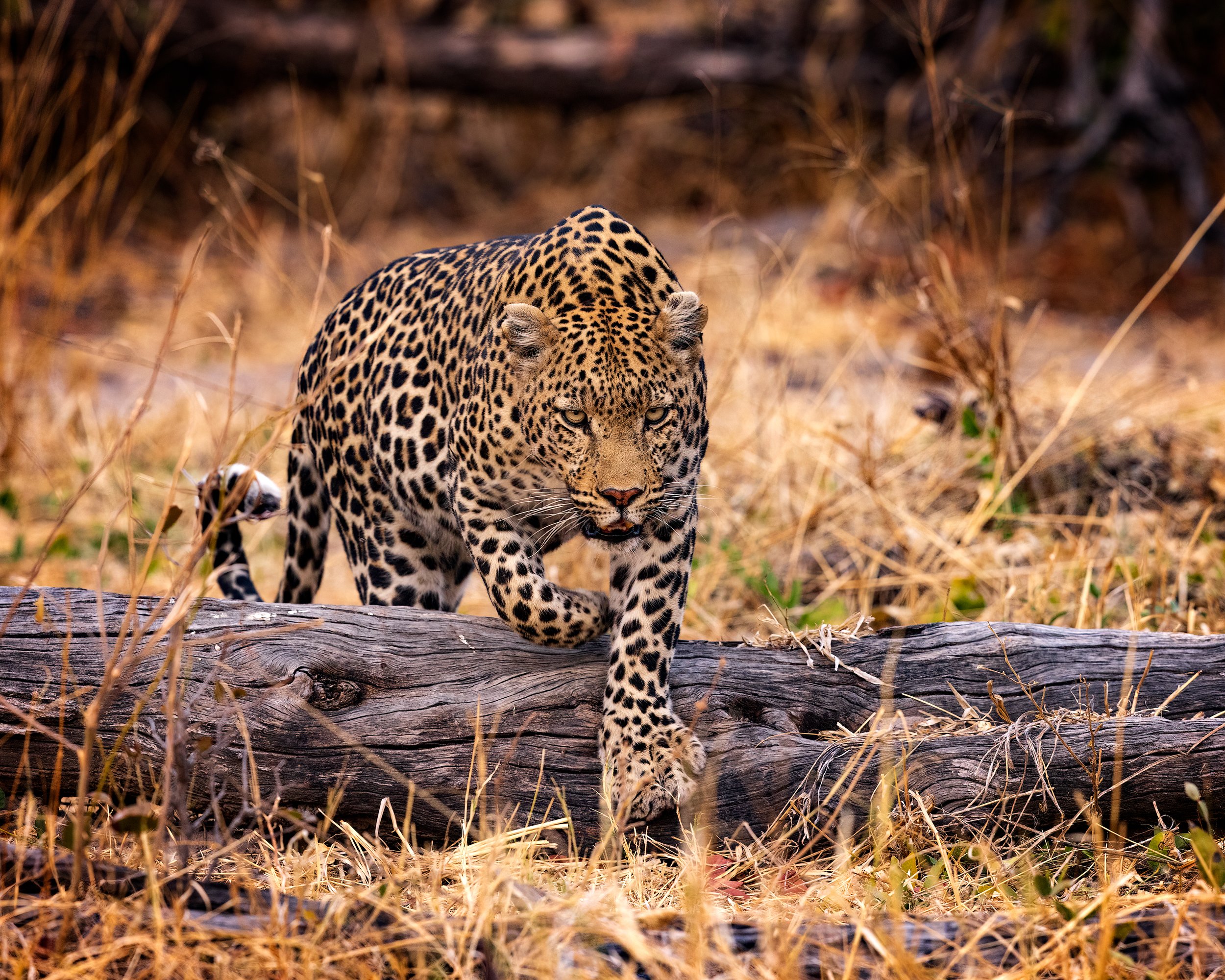 CW00349-Khwai-Prowl-2023-3000.jpg