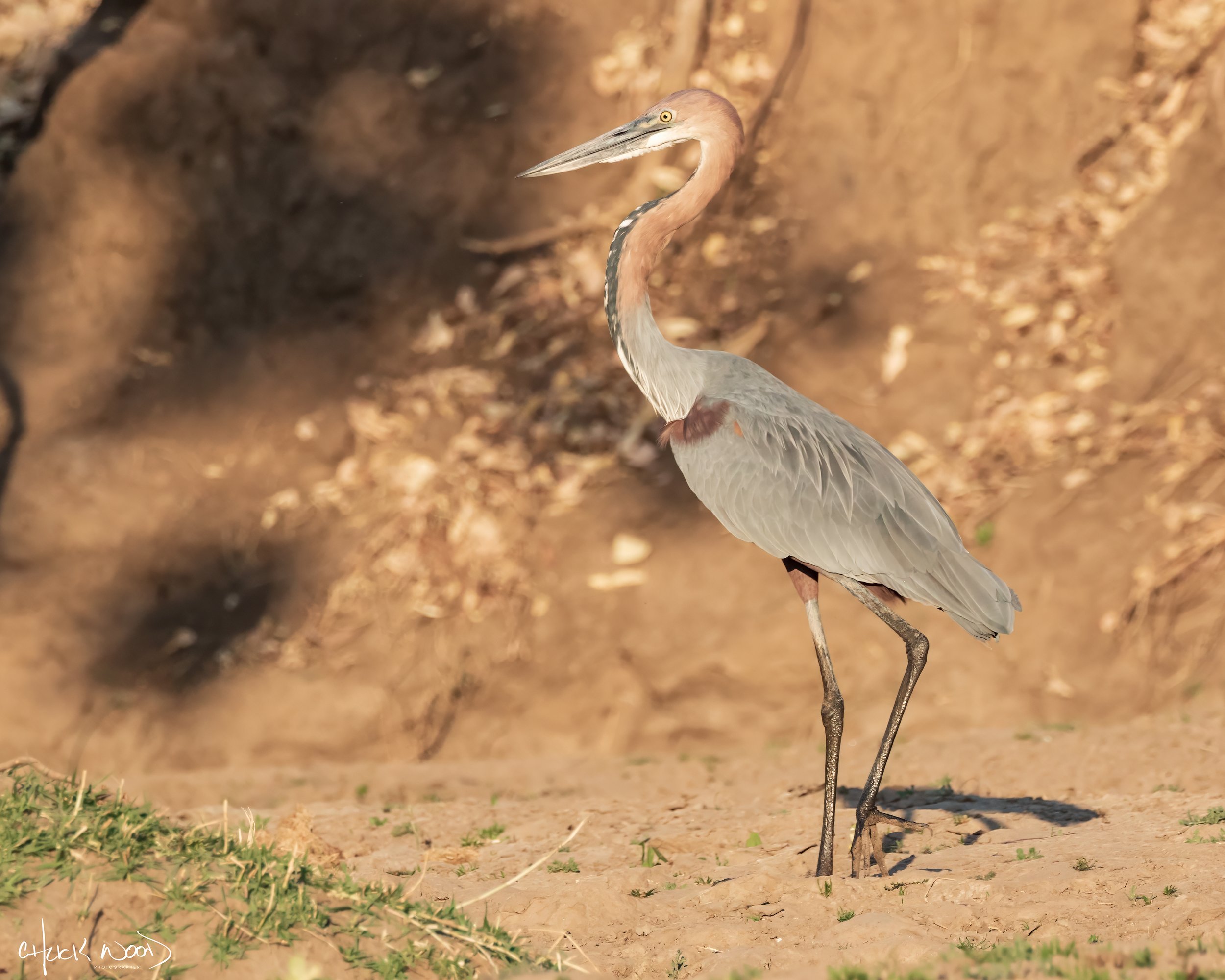  Mana Pools, Zimbabwe 2019 