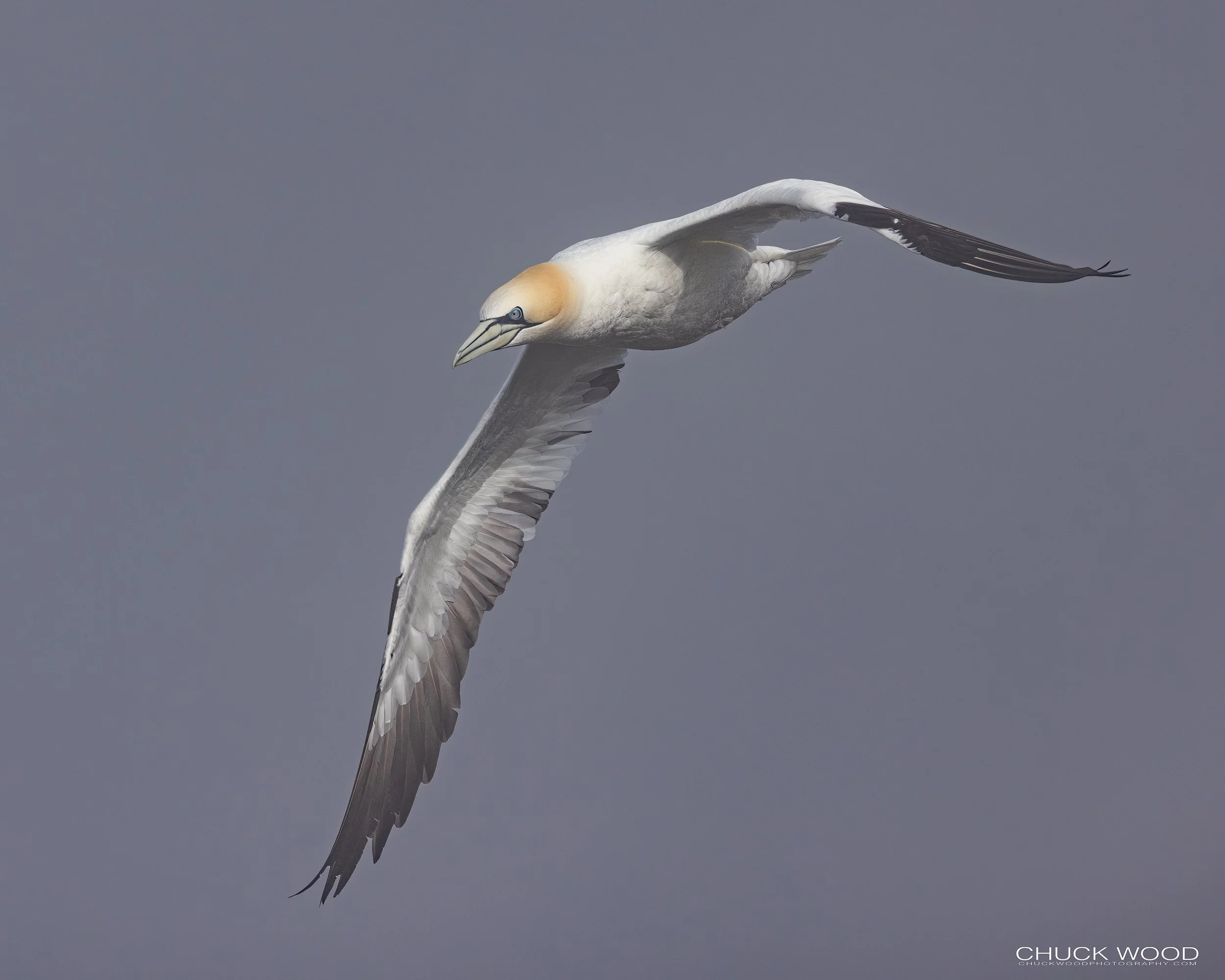  Cape St. Marys, NL 2022 