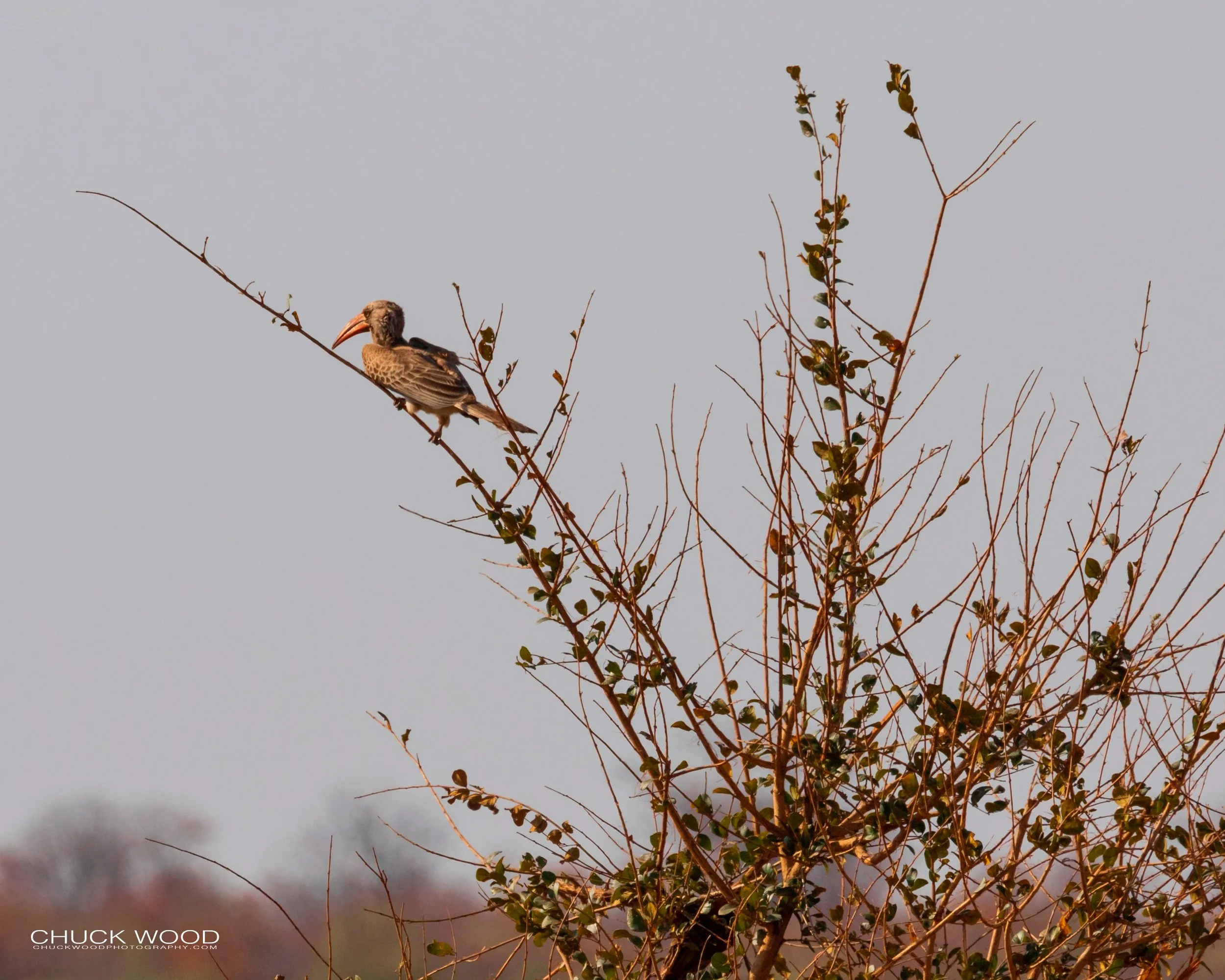  Hwange, Zimbabwe 2019 