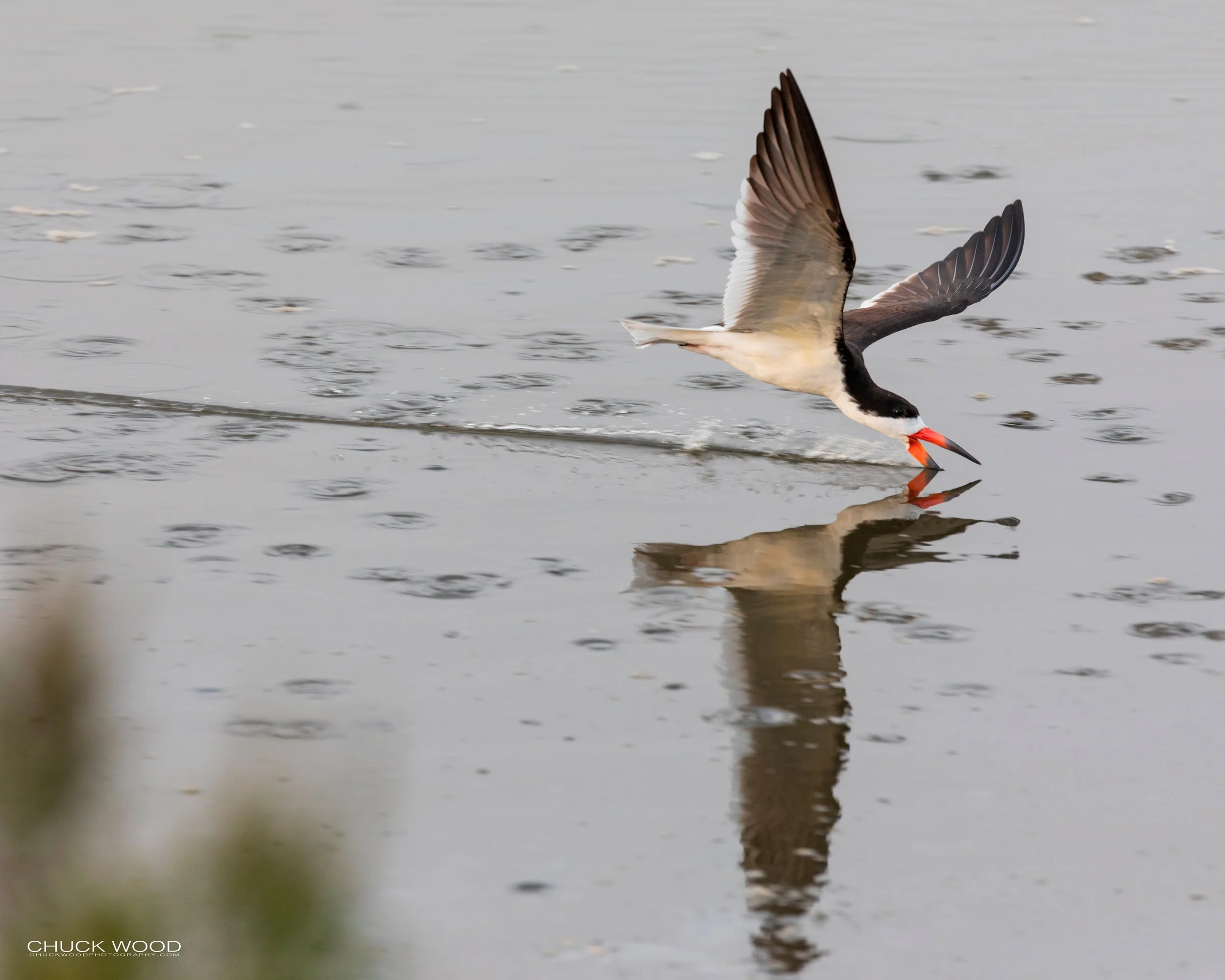  Forsythe NWR, NJ 2019 