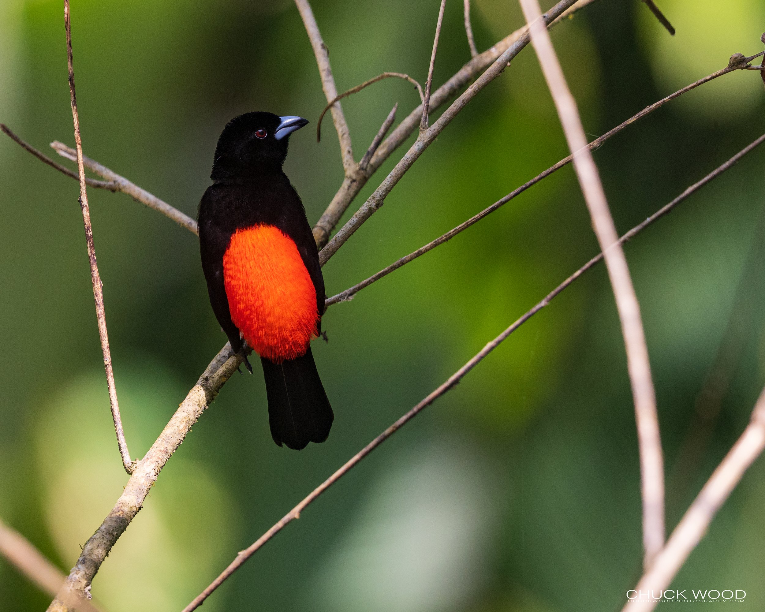  Macaw Lodge, Costa Rica 2023 