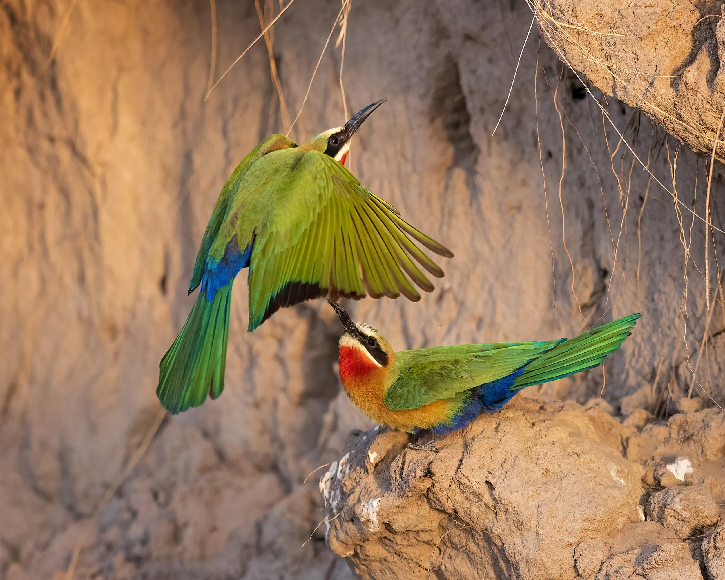  Chobe River, Botswana 2023 