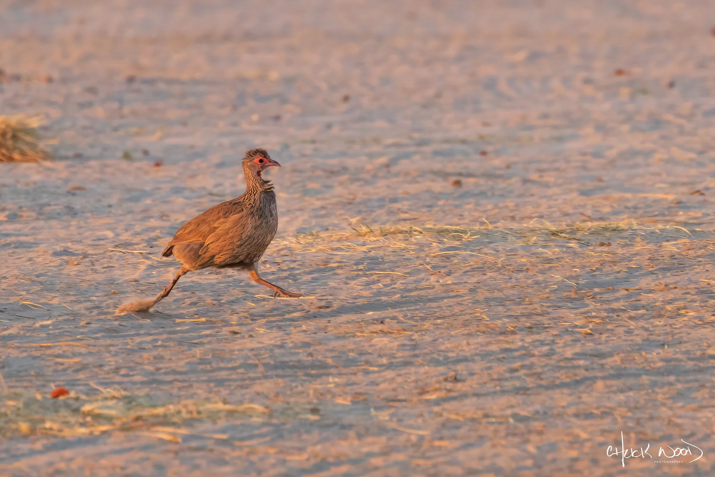  Hwange, Zimbabwe 2019 