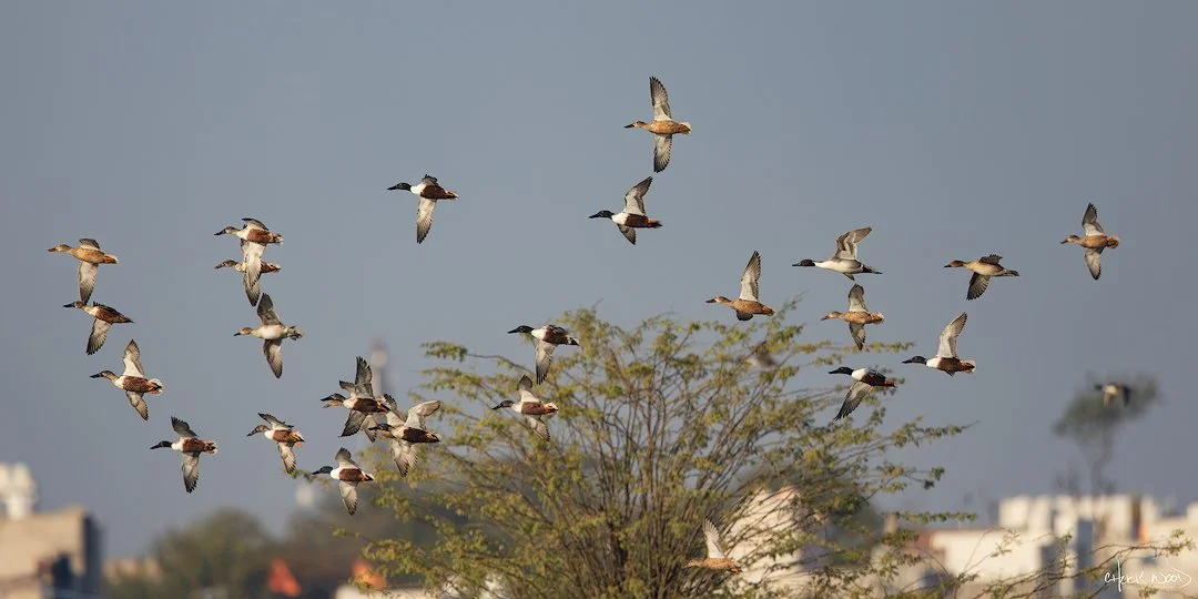  Malaha Water Plant Keoladeo, India 2025 