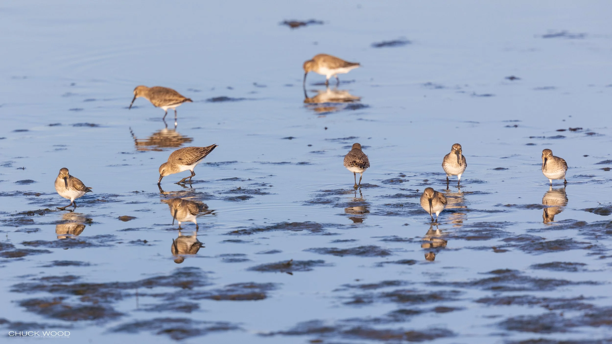  Forsythe NWR, NJ 2020 
