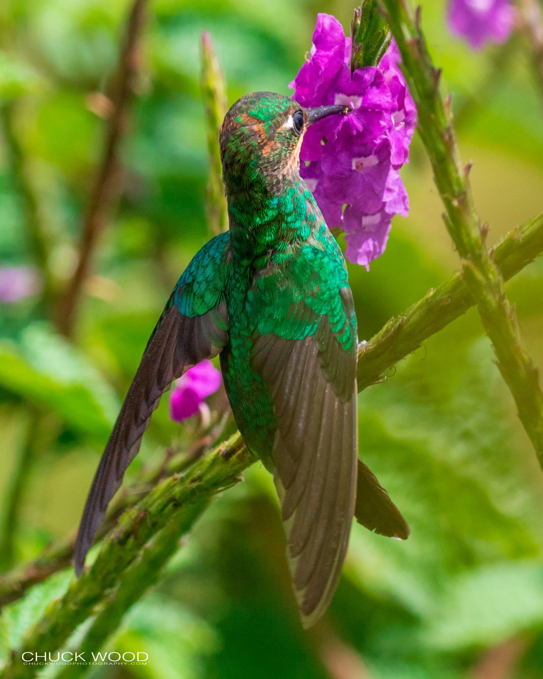  Bosque Del Tolomunco, Costa Rica 2020 
