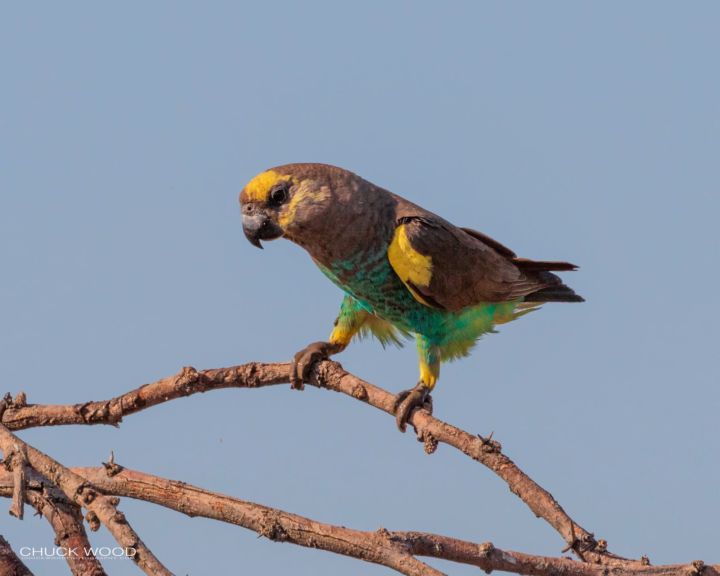  Hwange, Zimbabwe 2019 