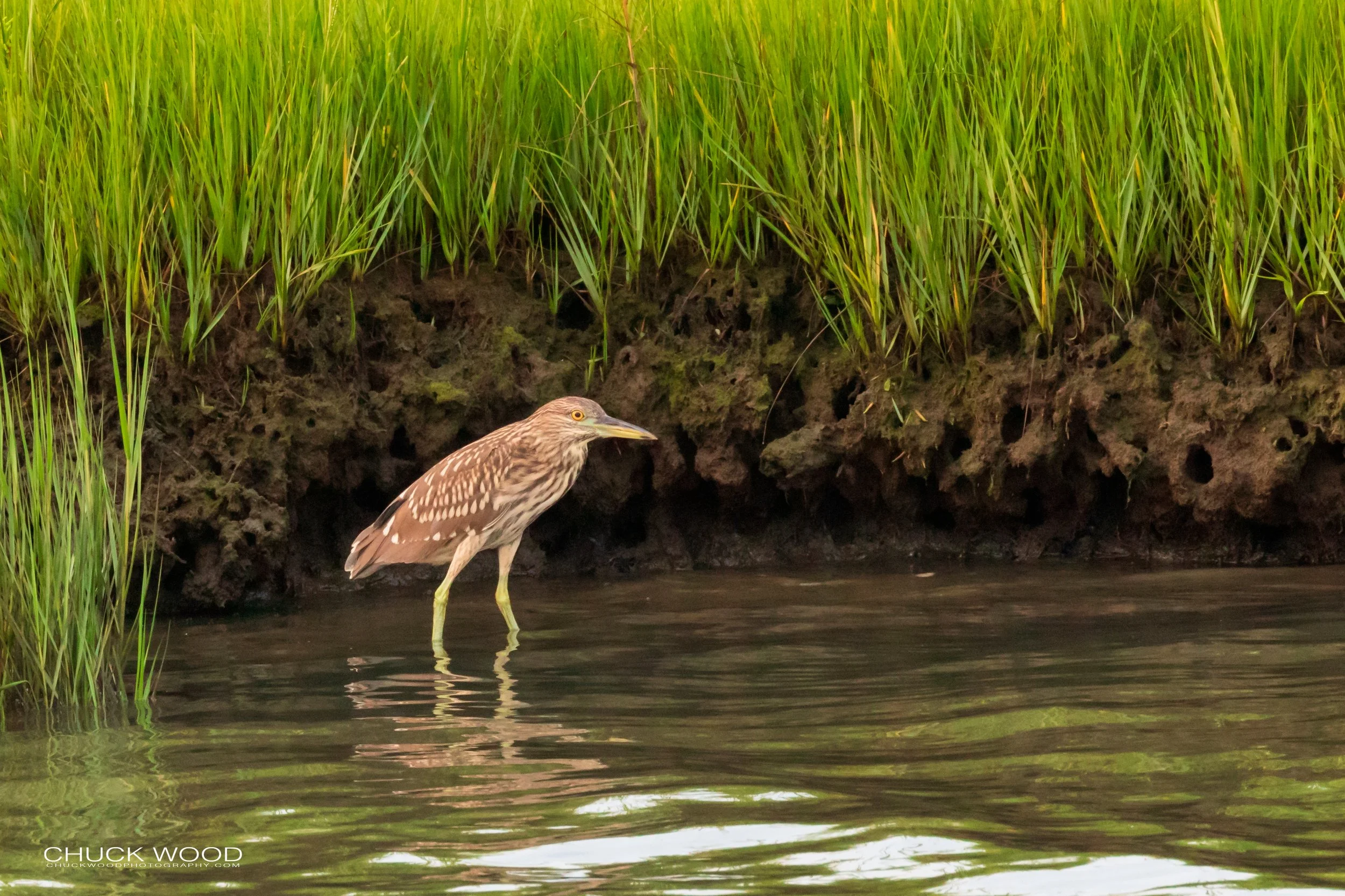  Forsythe NWR, NJ 2019 