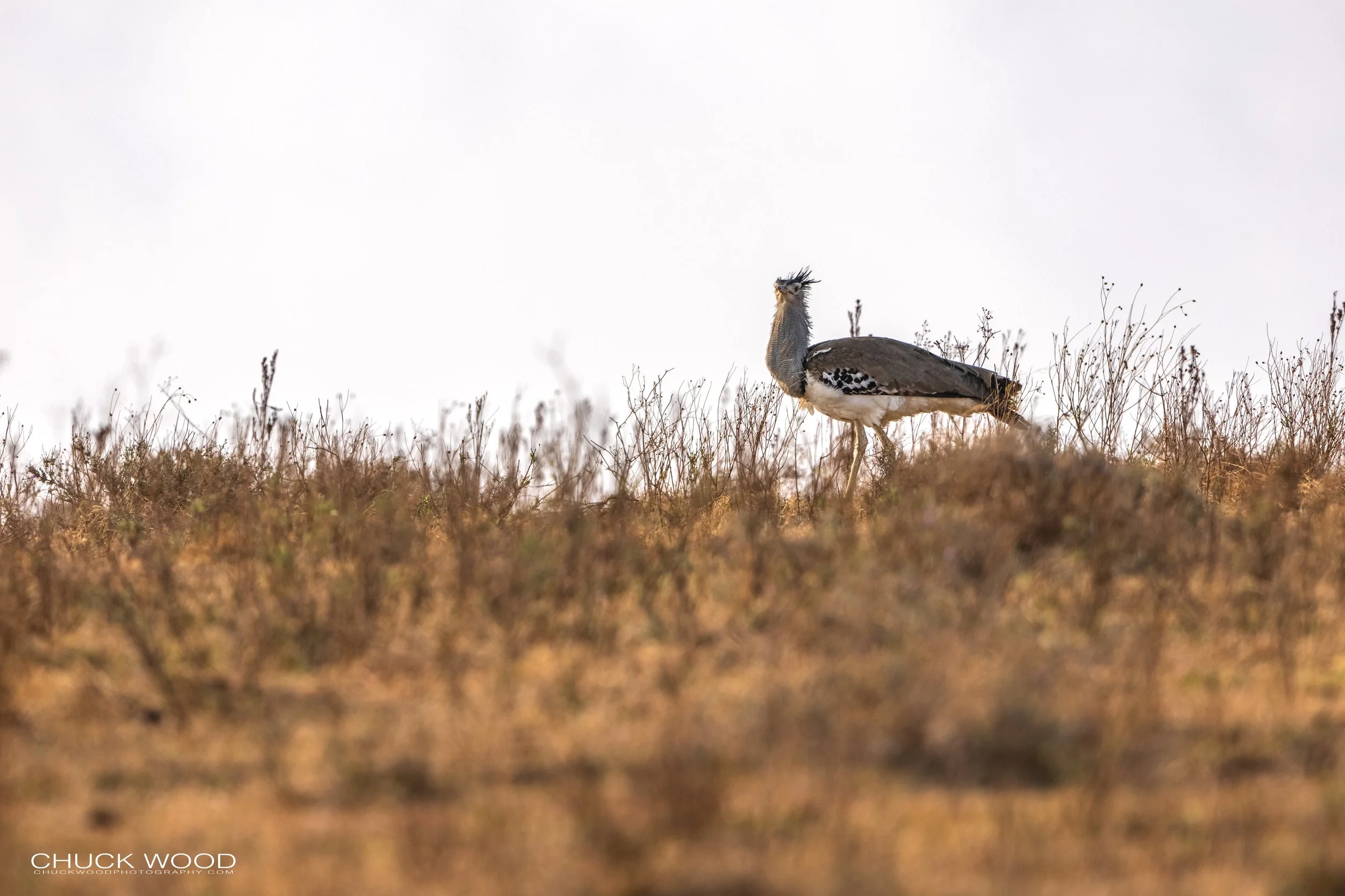  Ngorongoro CA, Tanzania 2021 