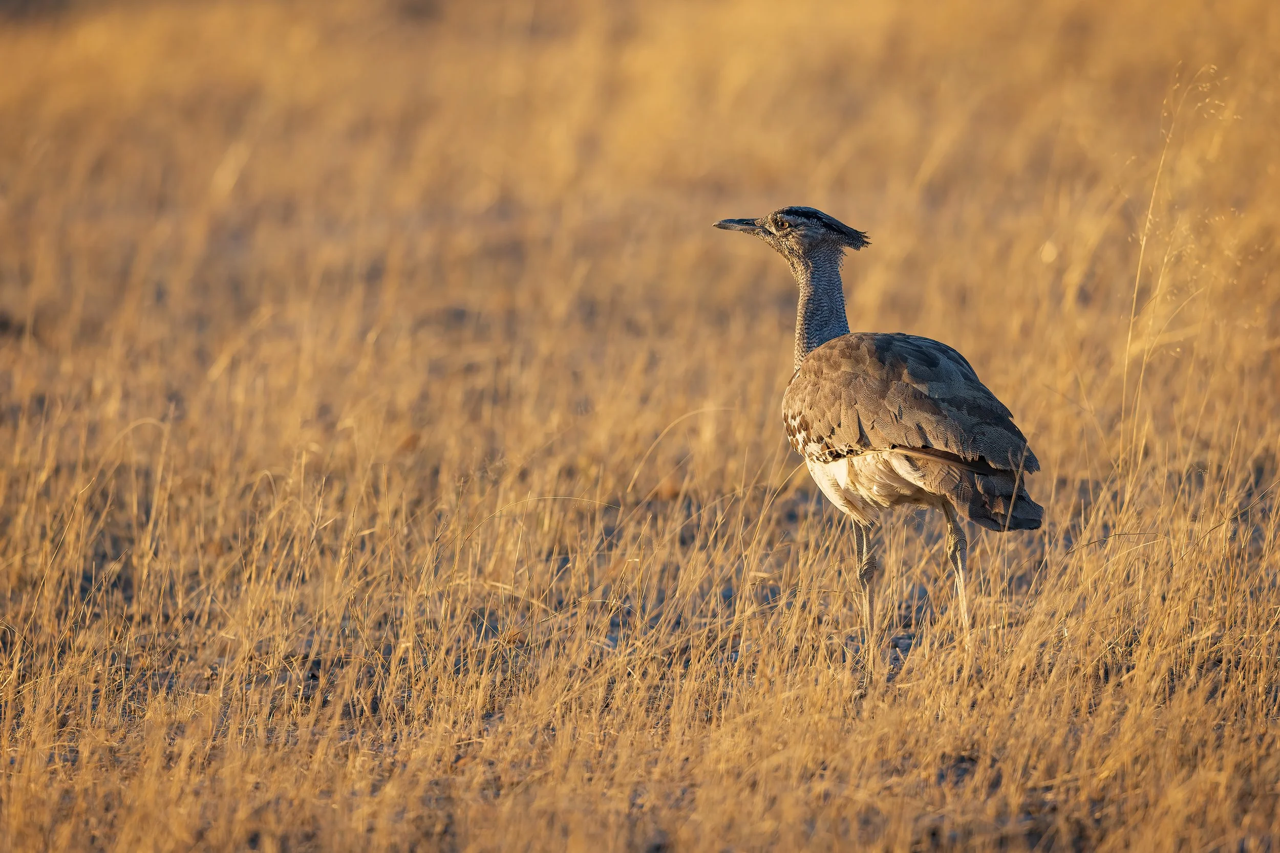  Savuti, Botswana 2023 