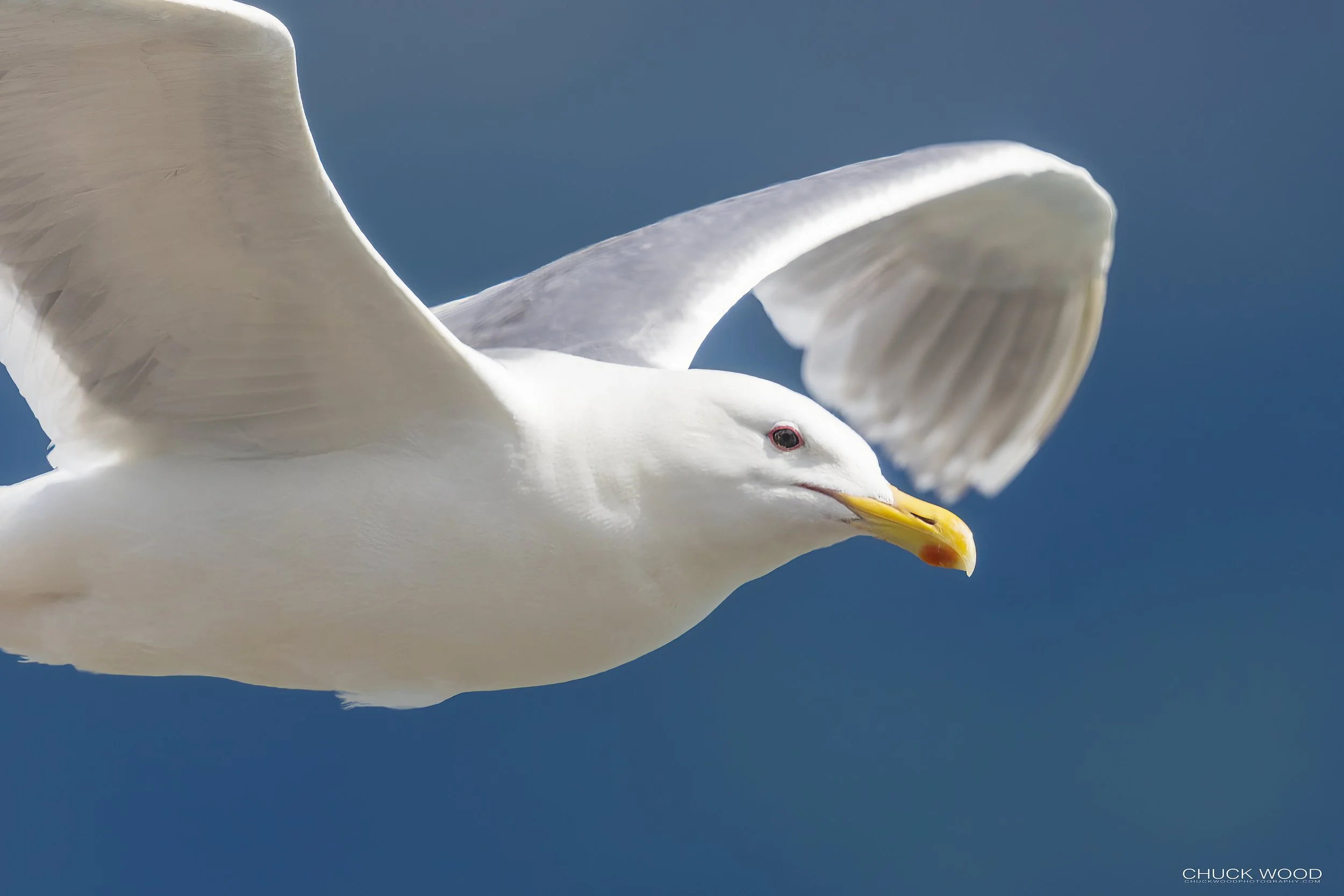  Resurrection Bay, AK 2022 