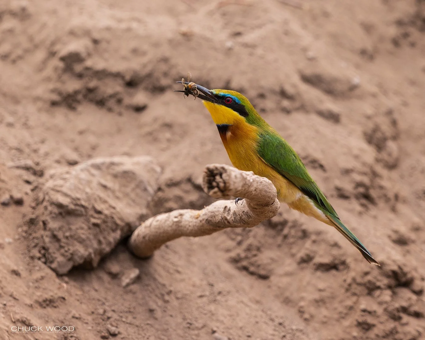  Lake Manyara, Tanzania 2021 