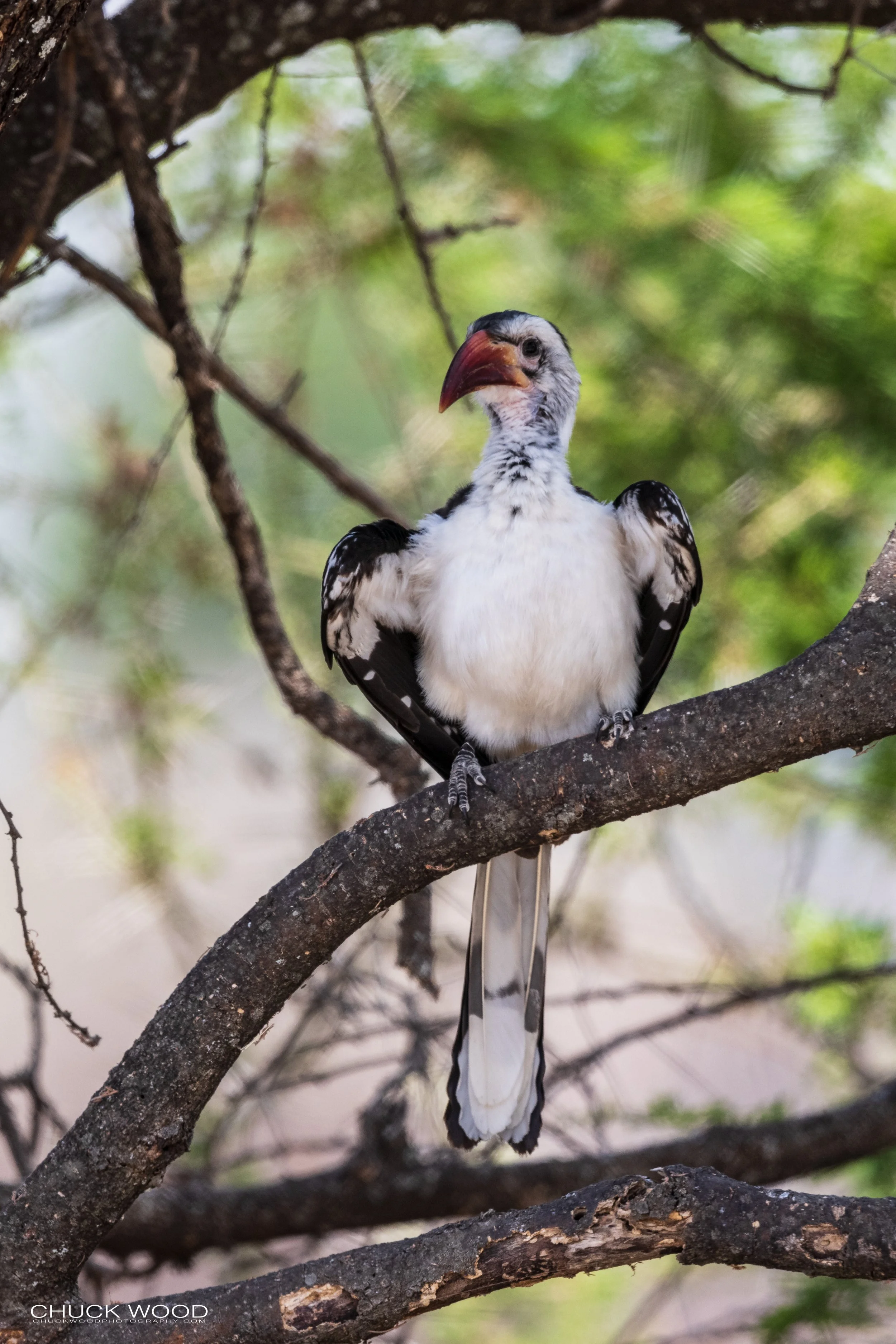  Tarangire, Tanzania 2021 