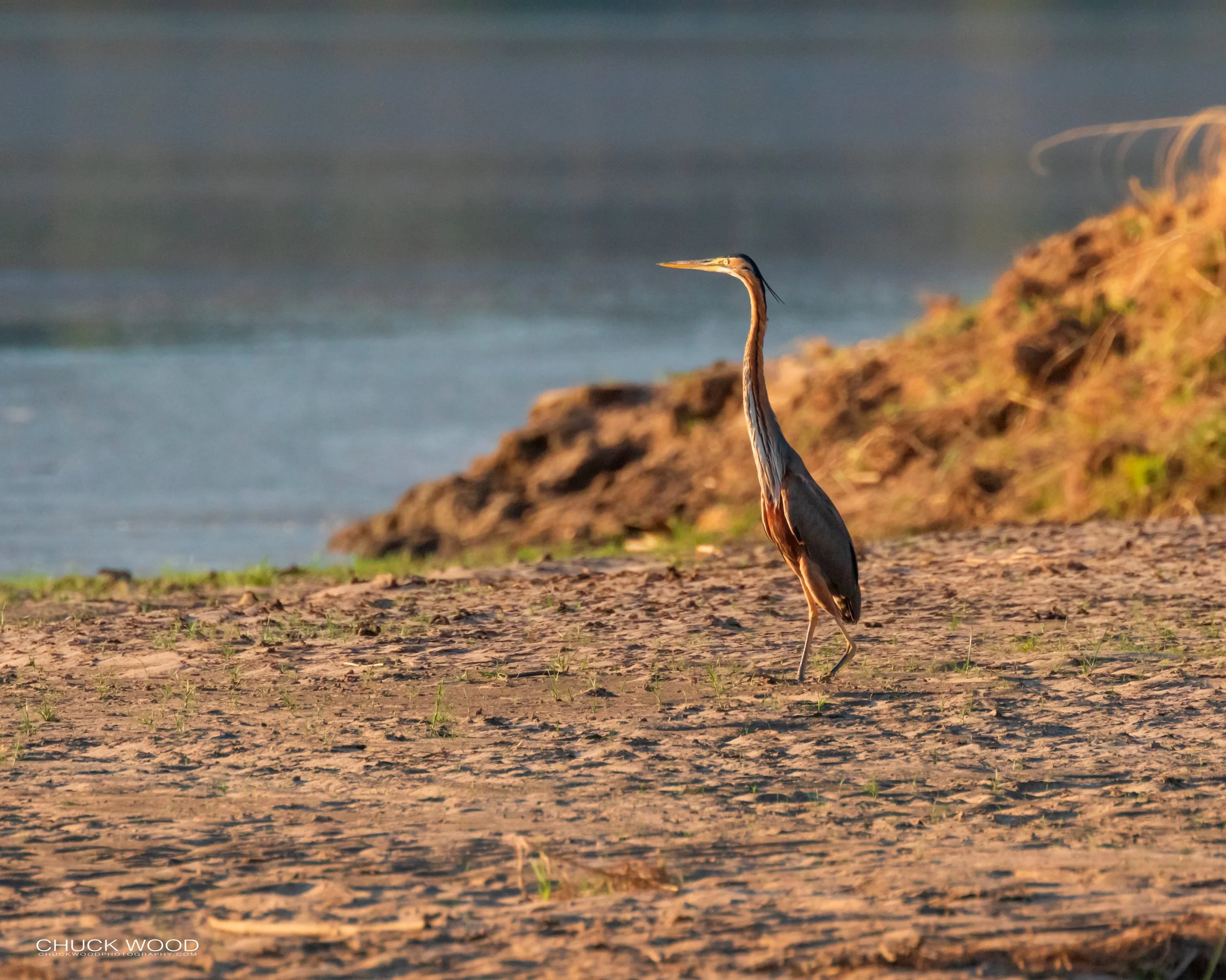  Mana Pools, Zimbabwe 2019 
