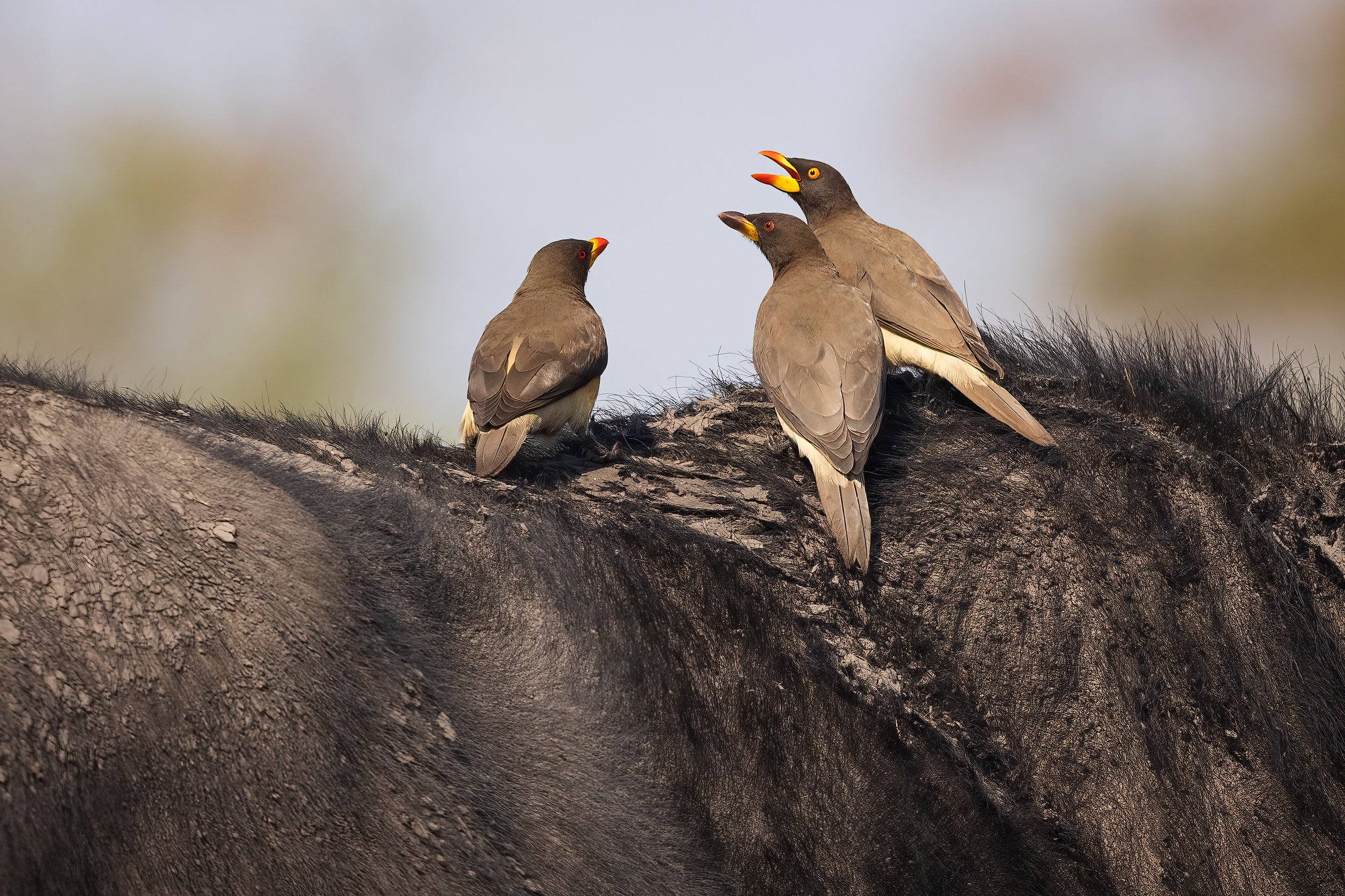  Chobe River, Botswana 2023 
