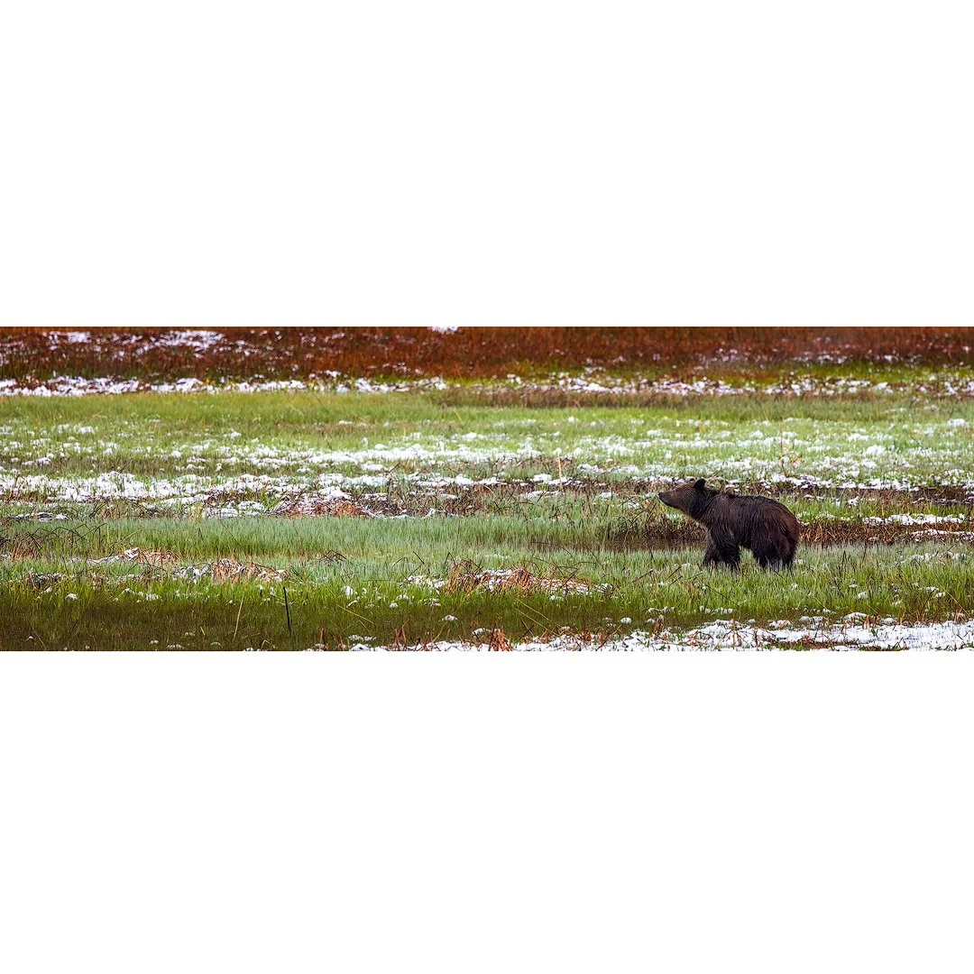 Yellowstone Bear 815 Cub, 2025