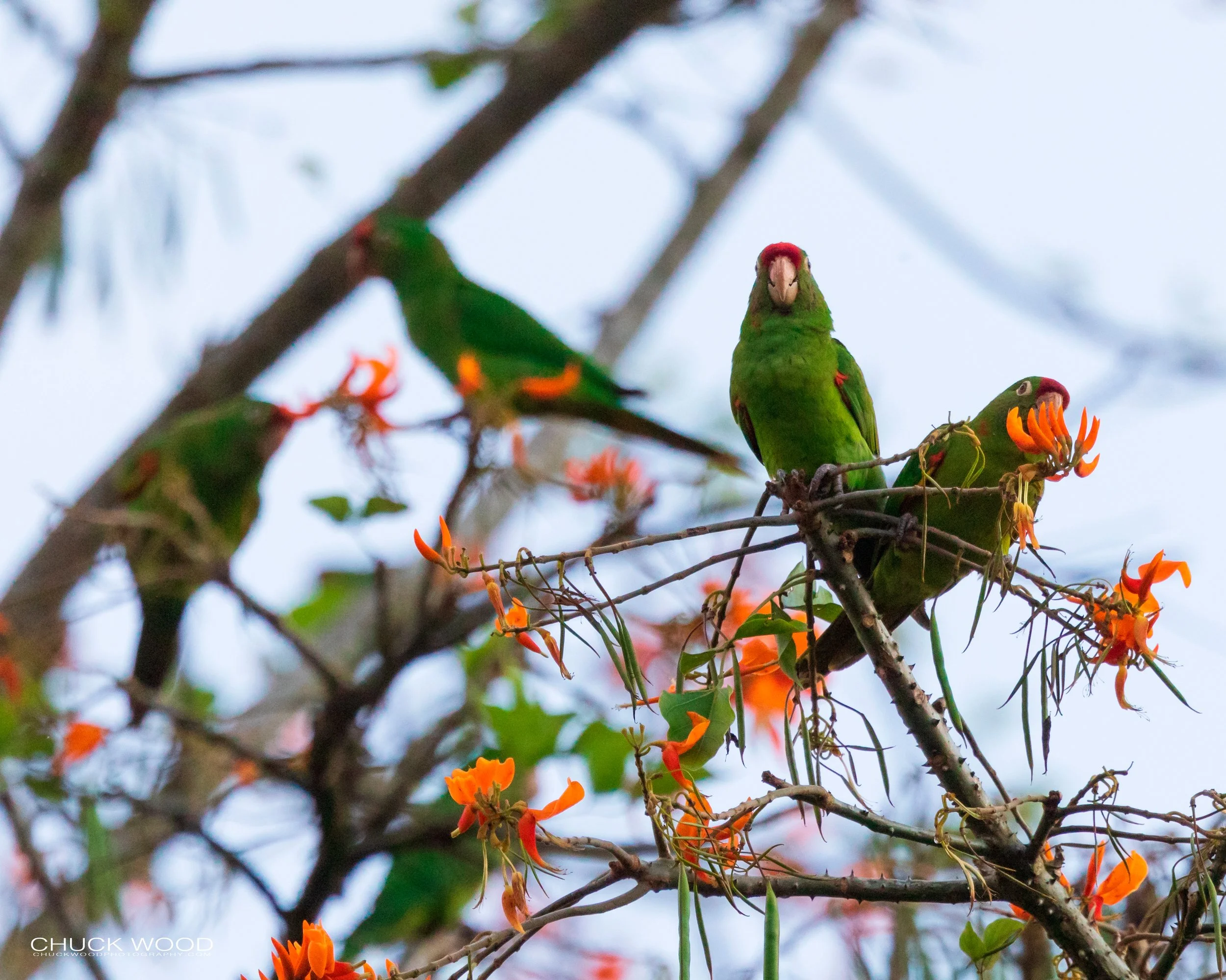 This River Valley, Costa Rica 2020 