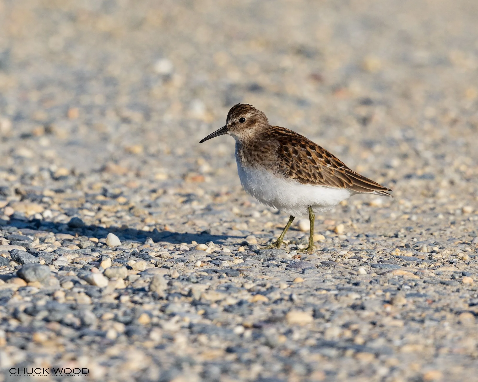  Forsythe NWR, NJ 2021 