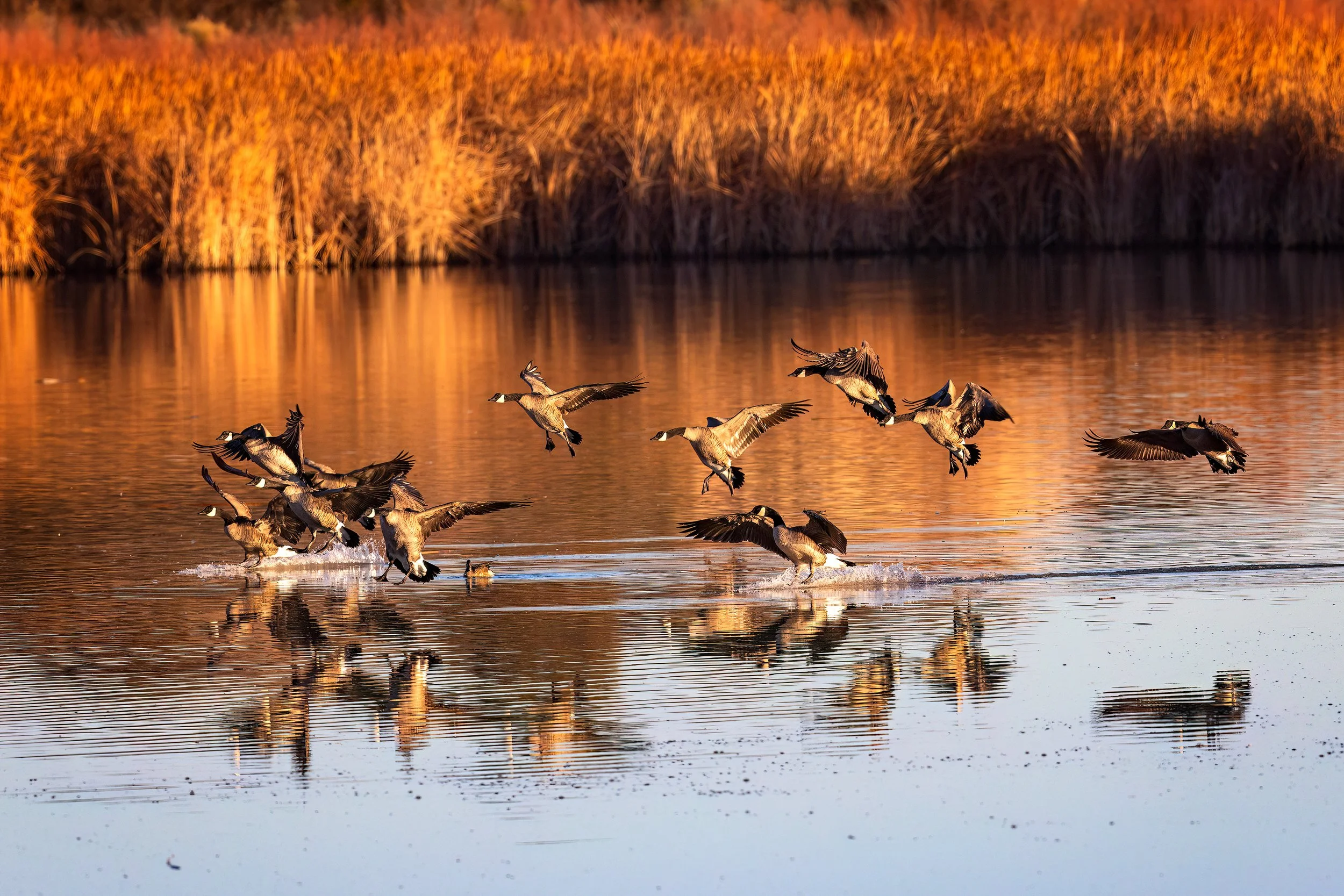  Bosque del Apache, NM 2023 