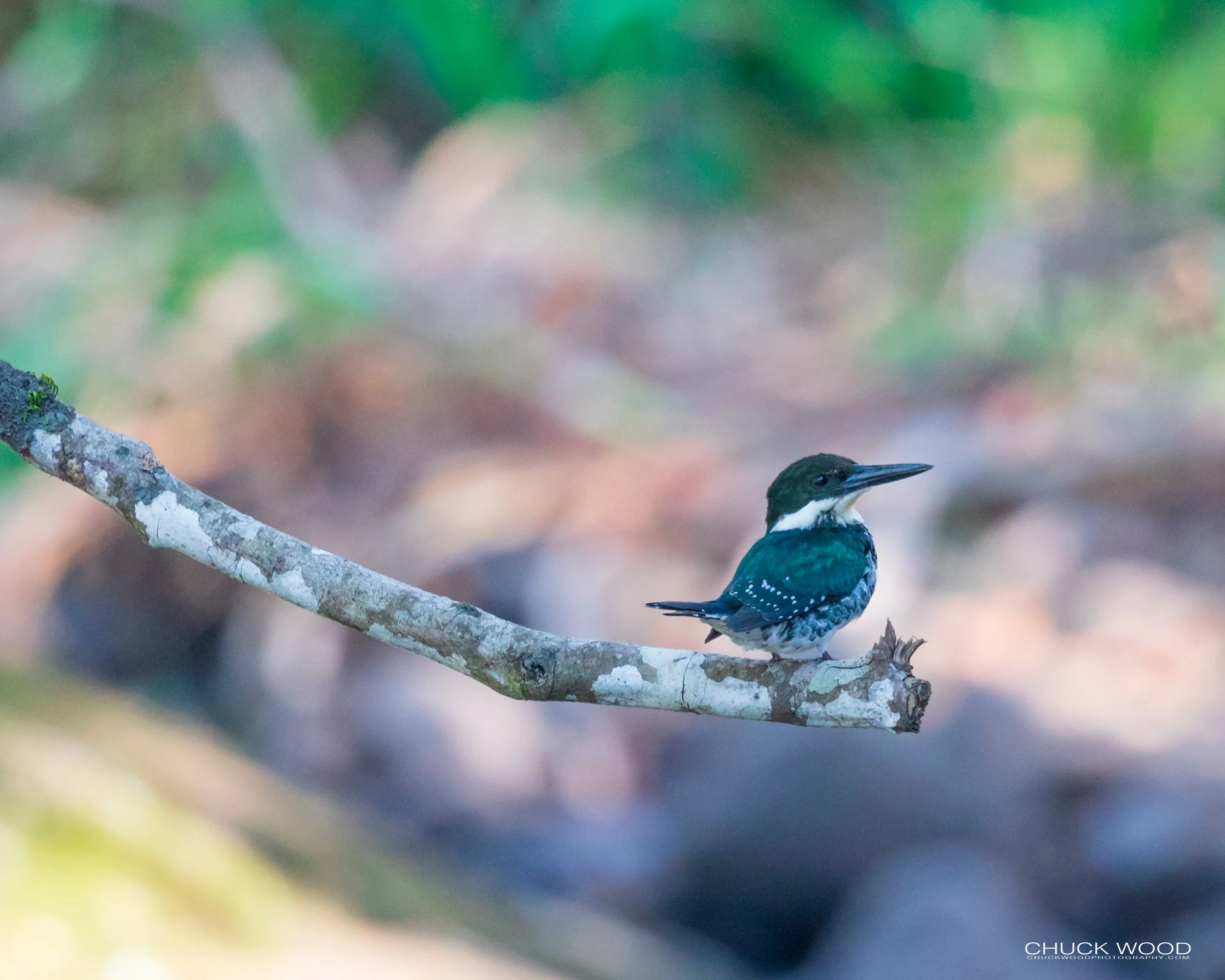  Tuis River Valley, Costa Rica 2020 