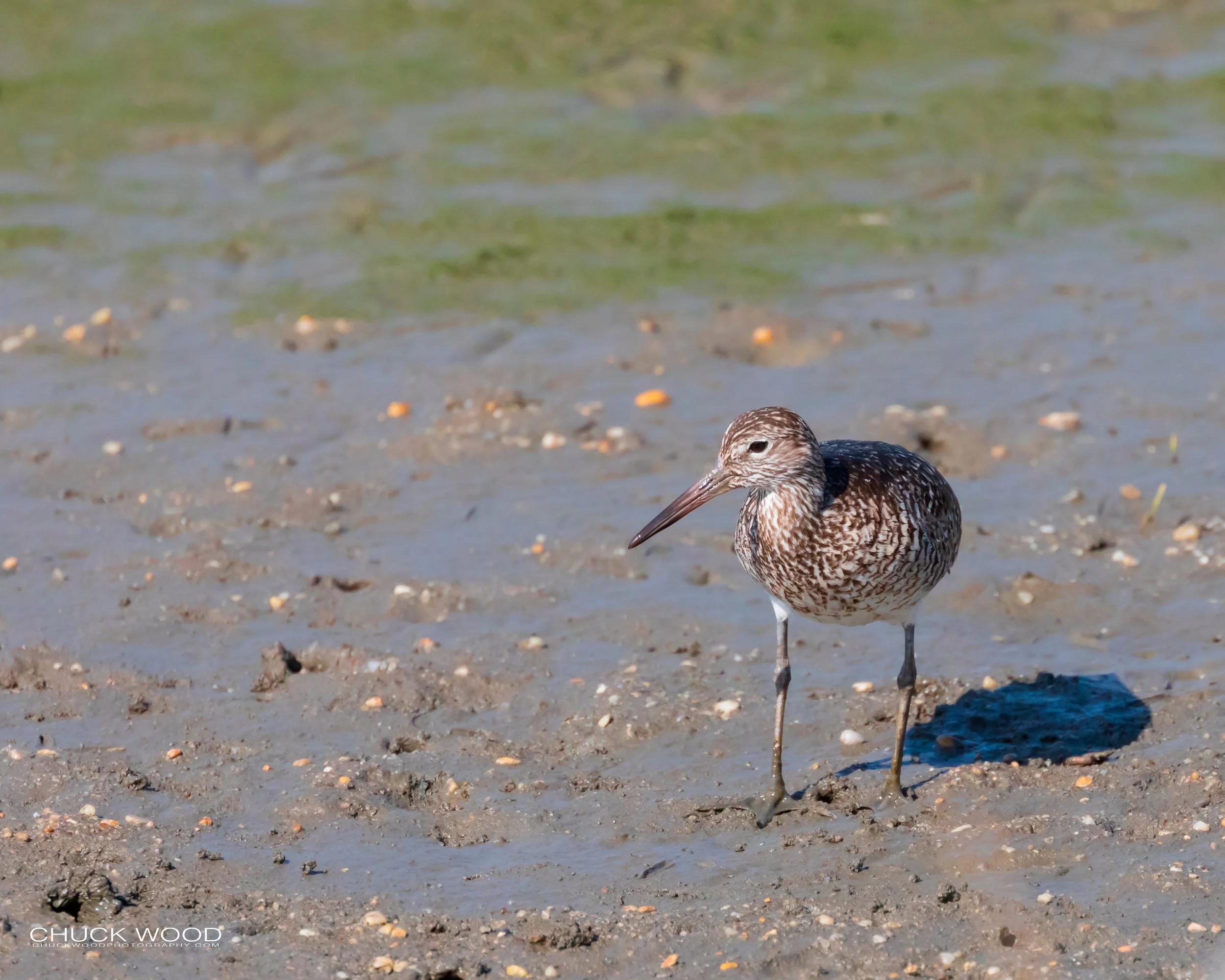   Forsythe NWR, NJ 2019 