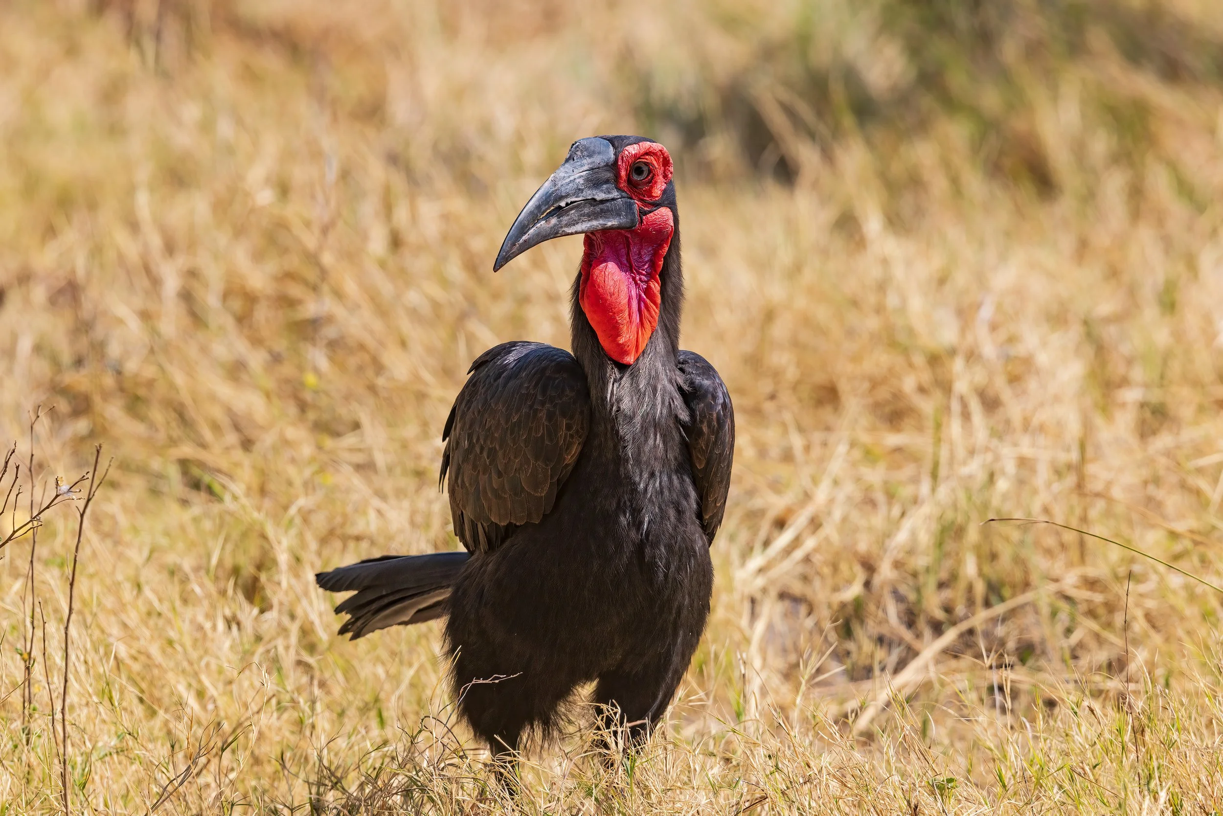  Khwai, Botswana 2023 