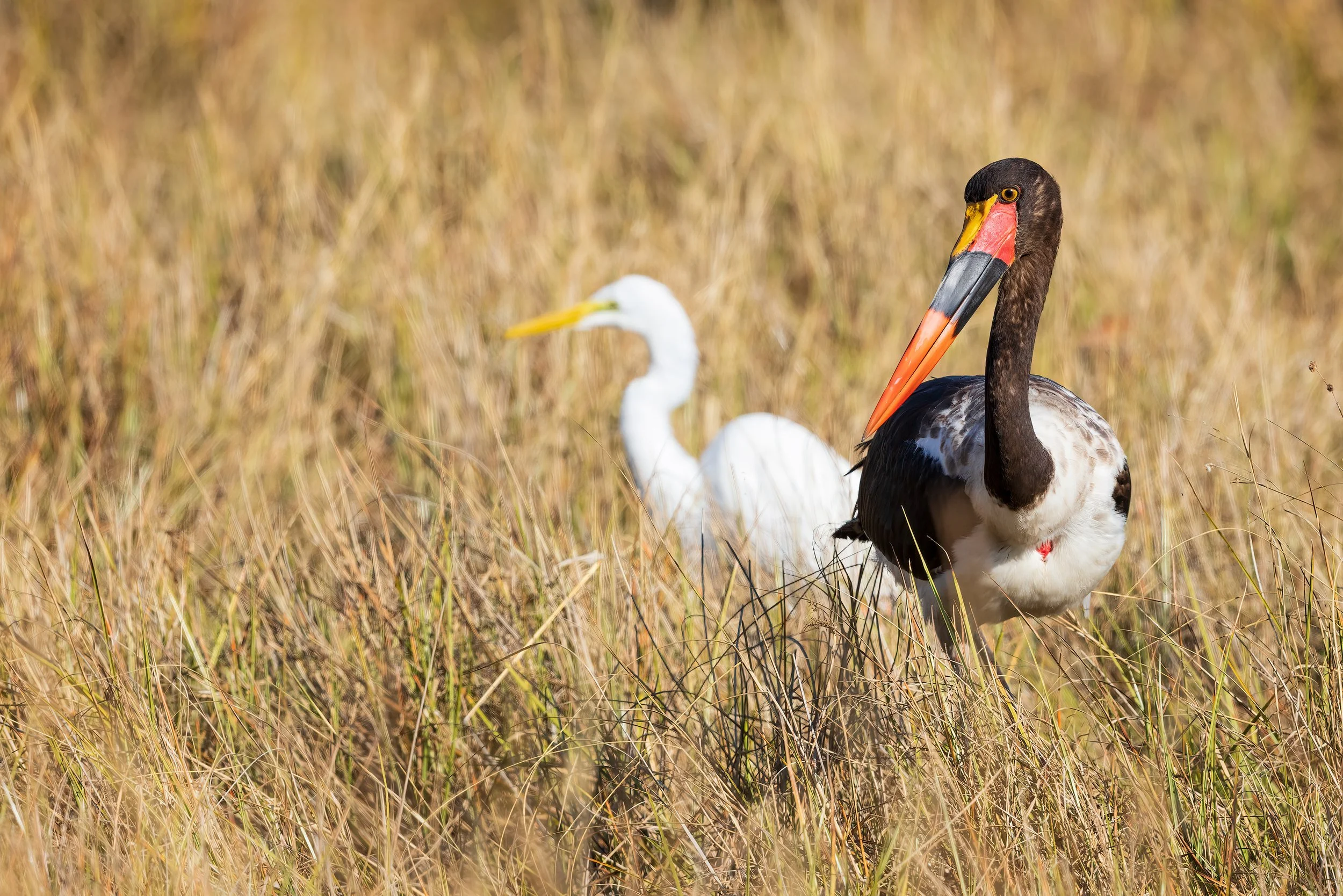  Moremi, Botswana 2023 