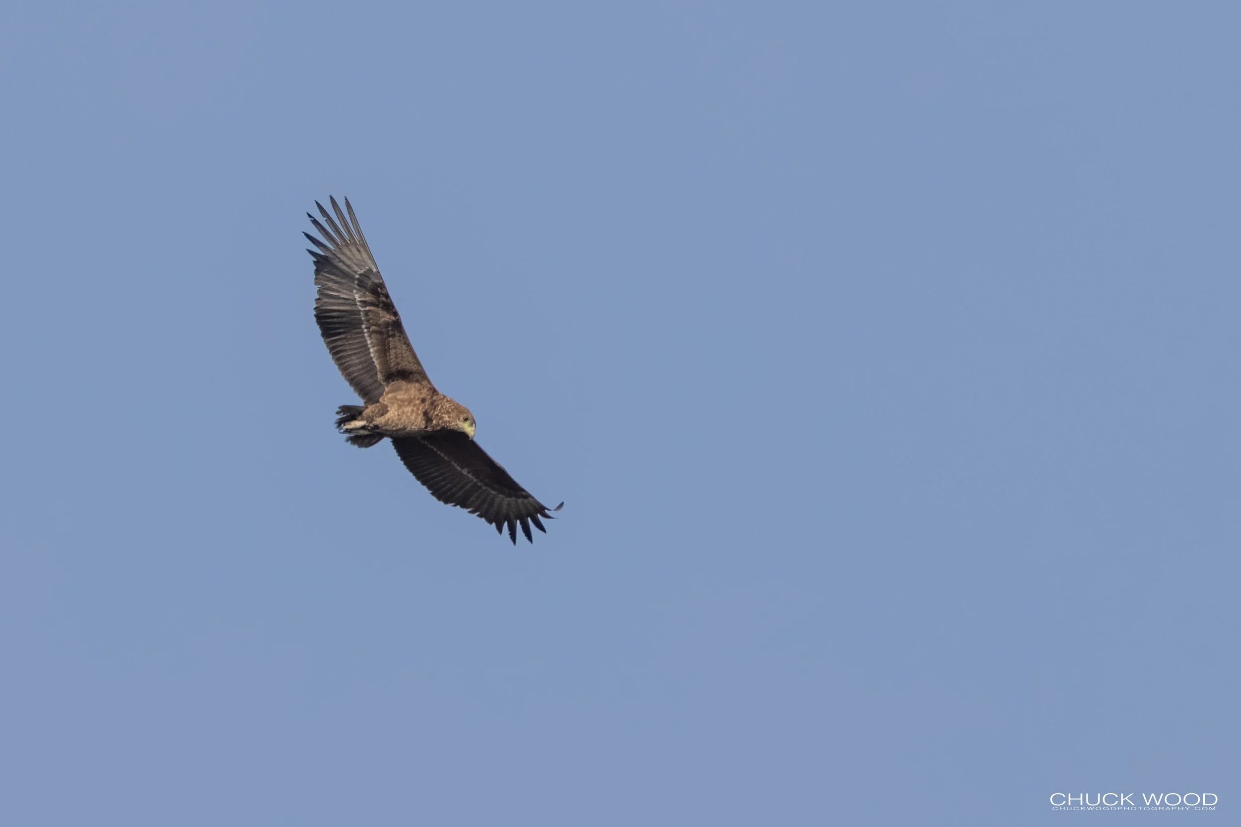  Serengeti, Tanzania 2021 