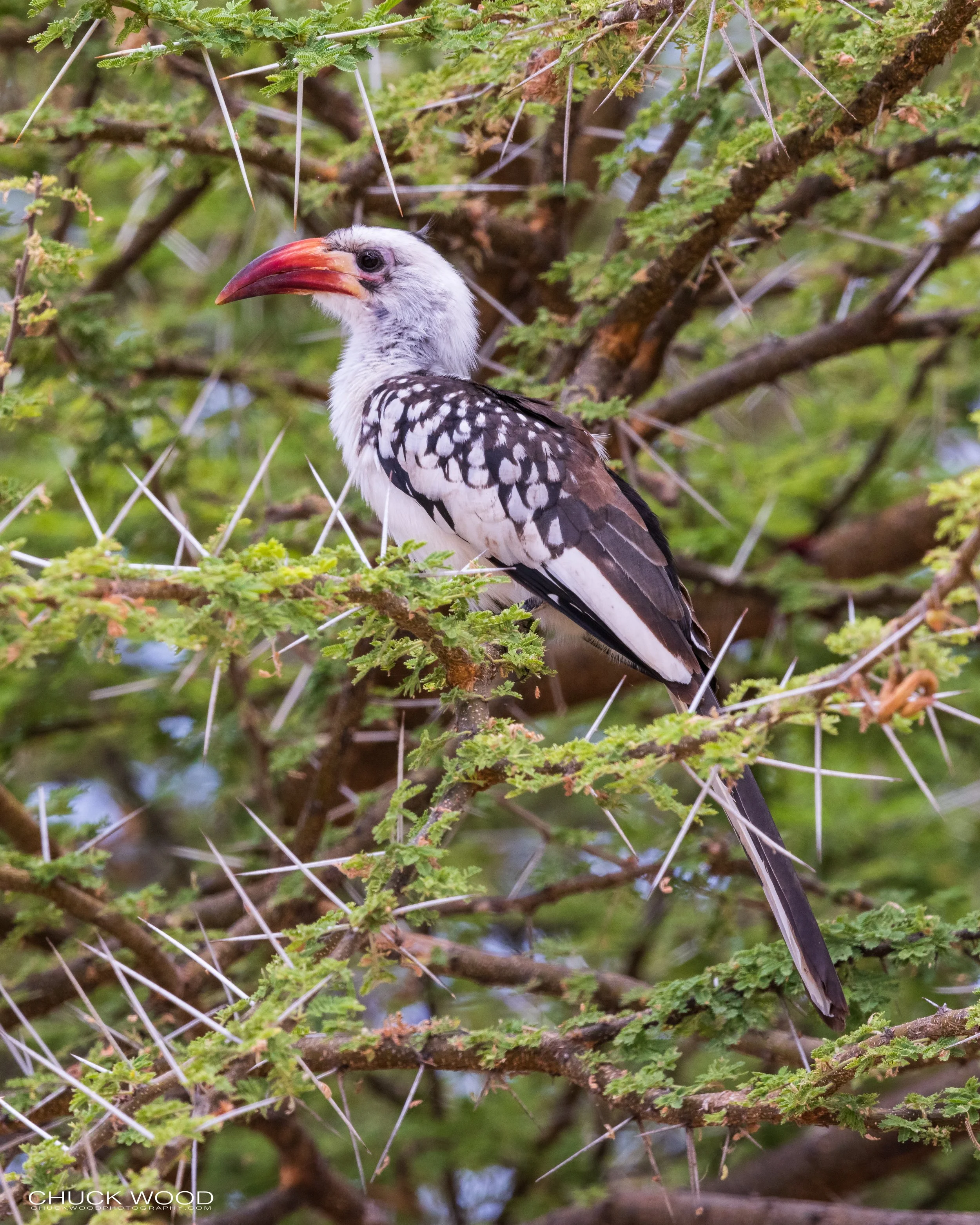  Tarangire, Tanzania 2021 