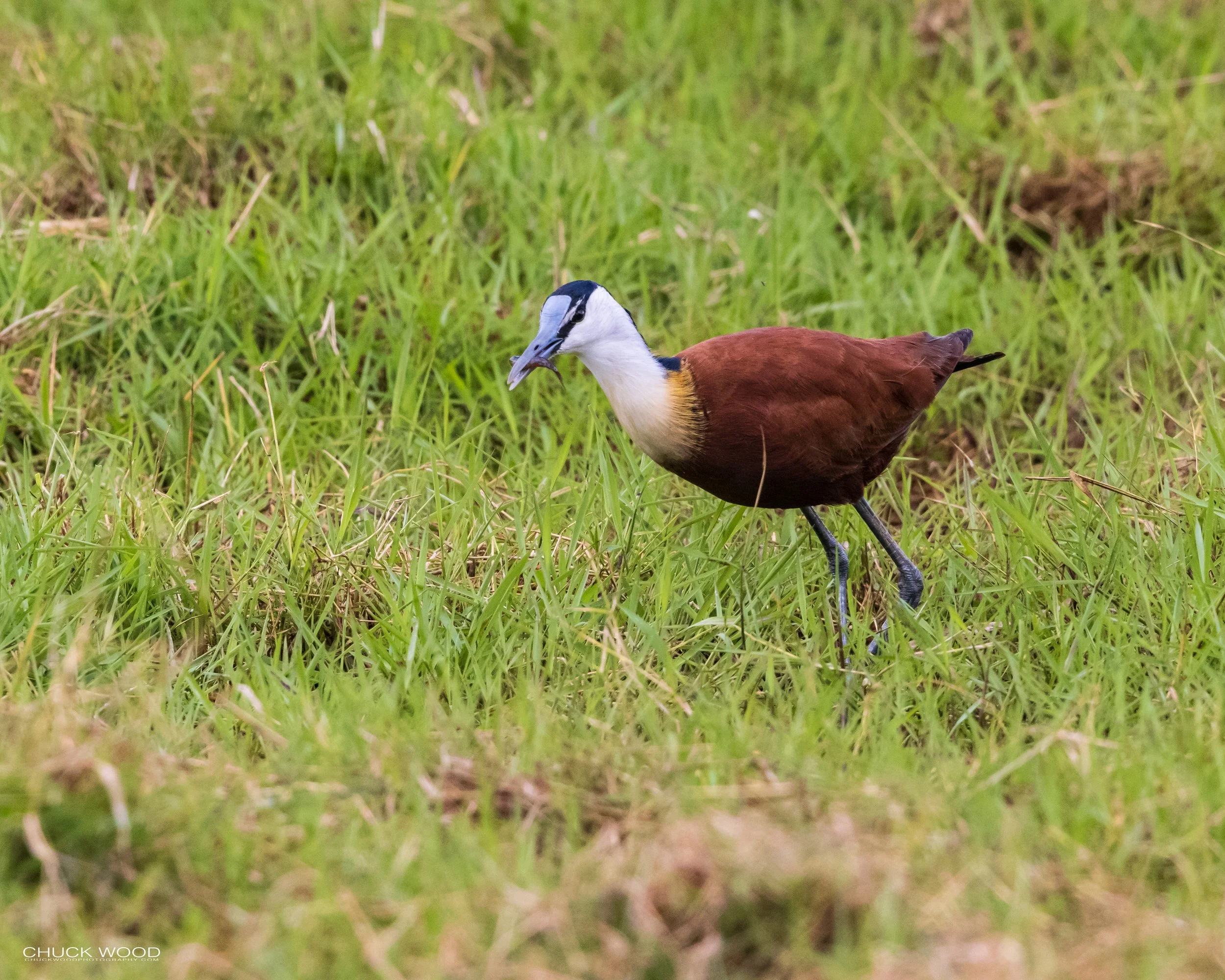  Arusha, Tanzania 2021 